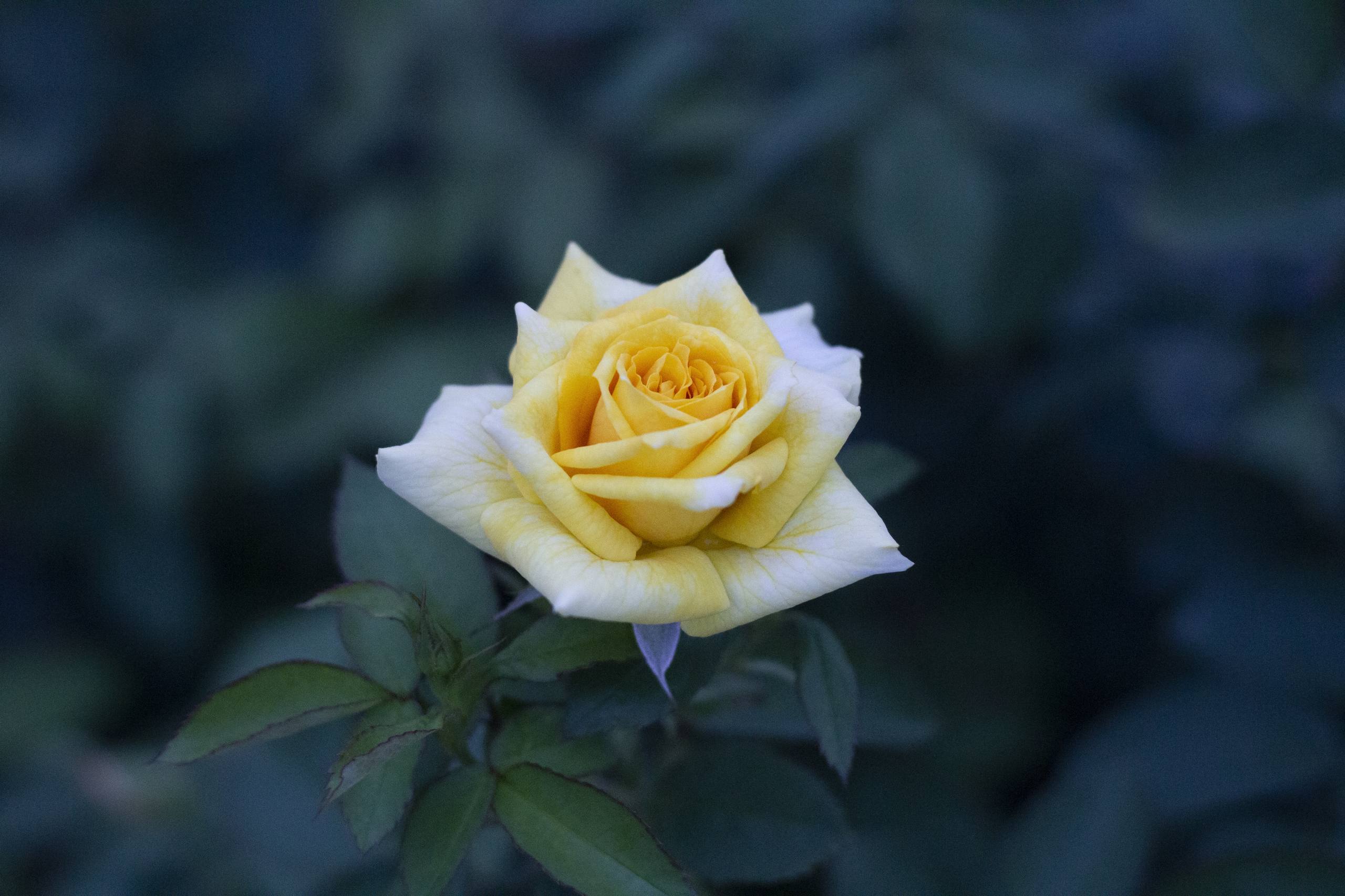 花朵壁纸怎么拍视频好看壁纸预览