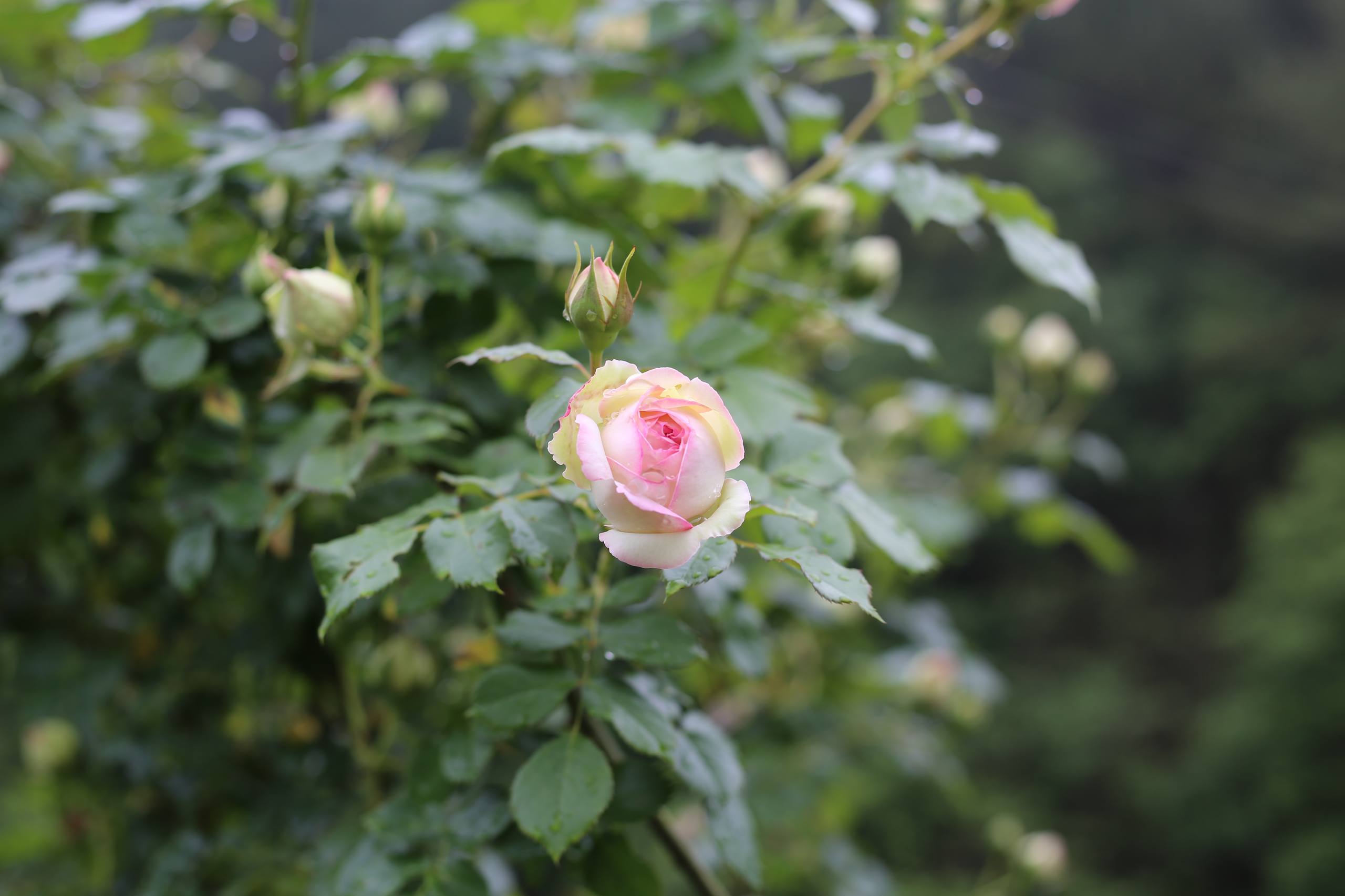 花朵壁纸怎么用电脑设计壁纸预览