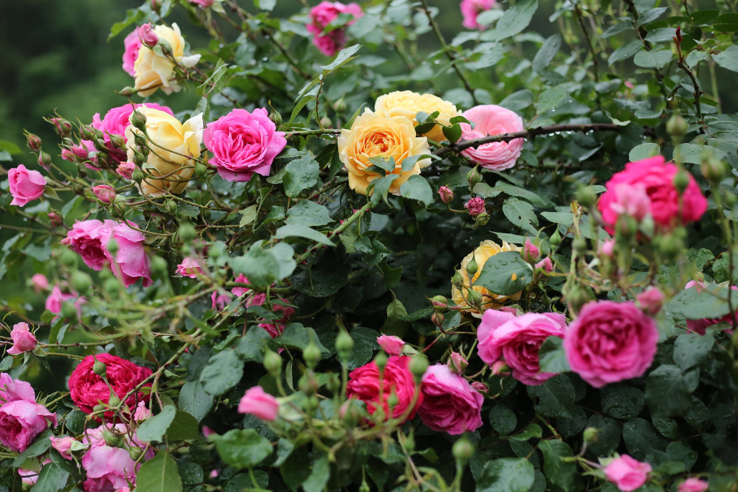 花朵壁纸手绘教程简单版壁纸预览