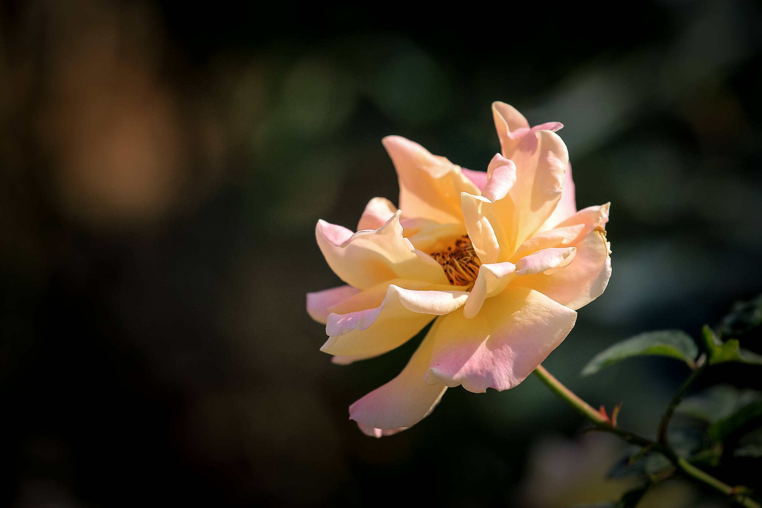 花朵壁纸枯萎壁纸预览