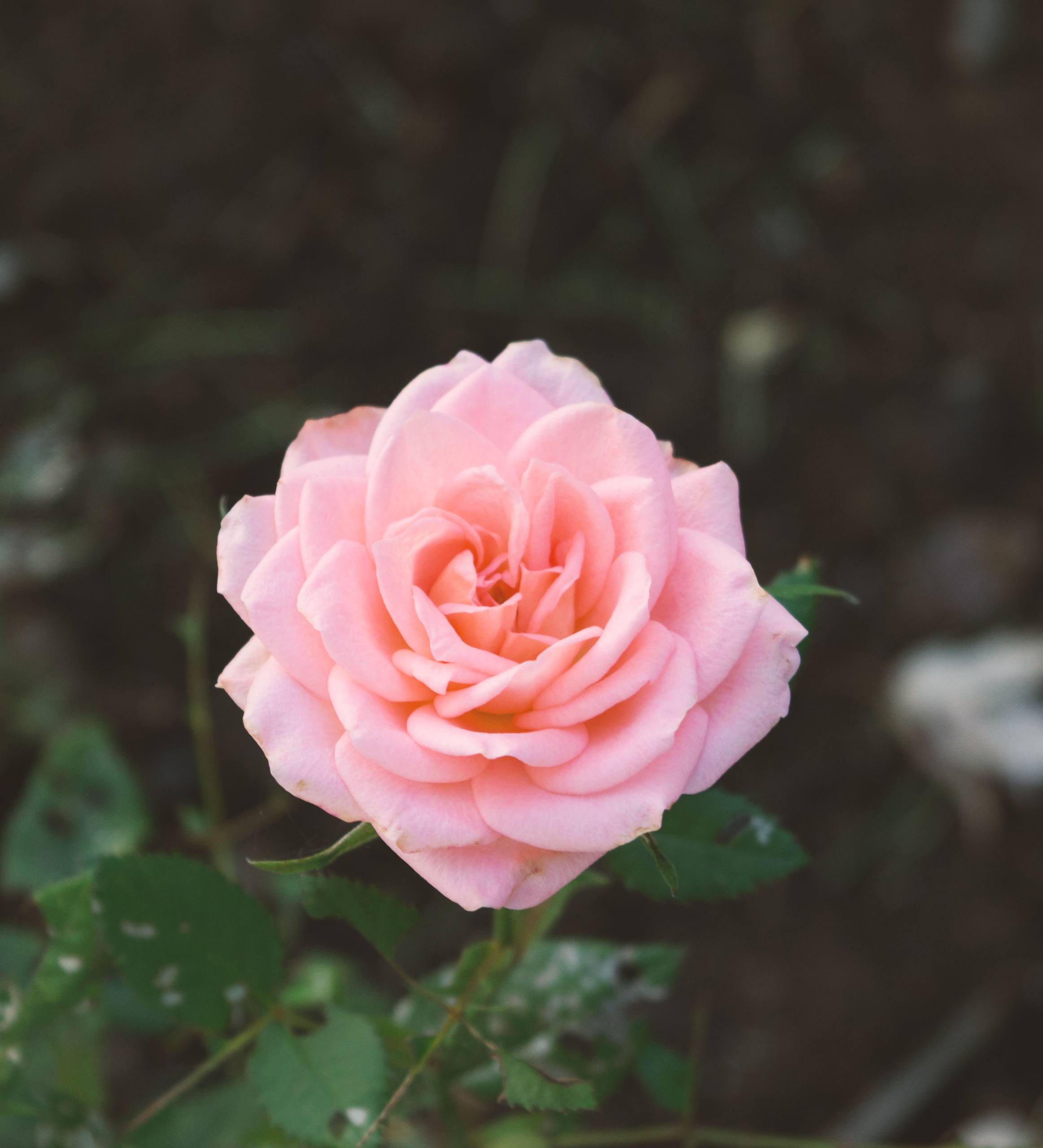 花朵壁纸梦幻壁纸预览