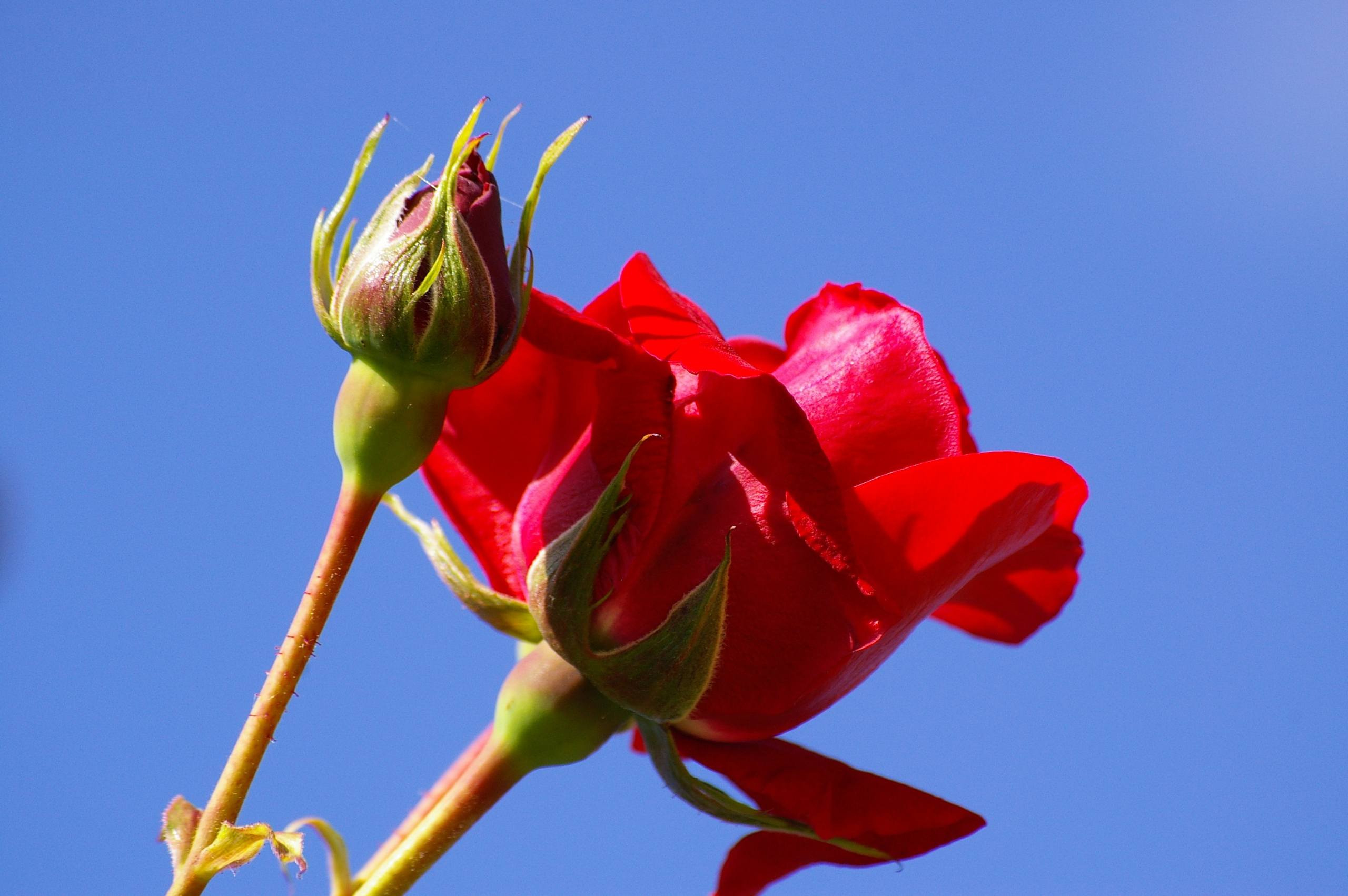 花朵壁纸横壁纸预览