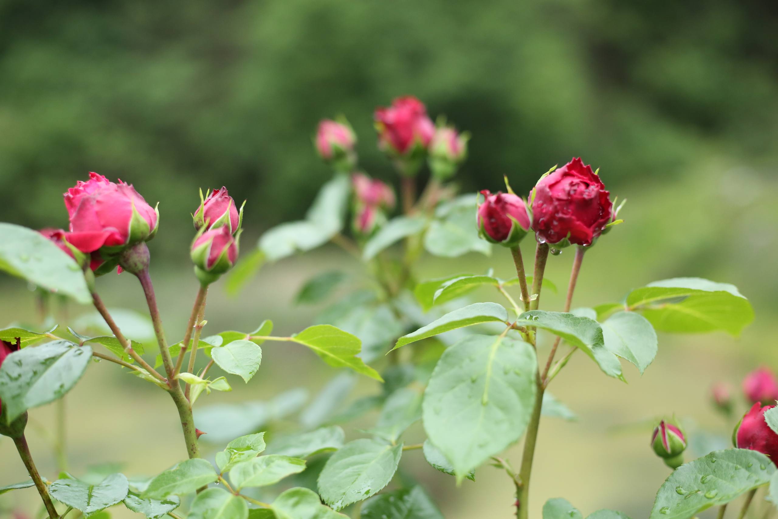花朵壁纸横屏简约头像男壁纸预览