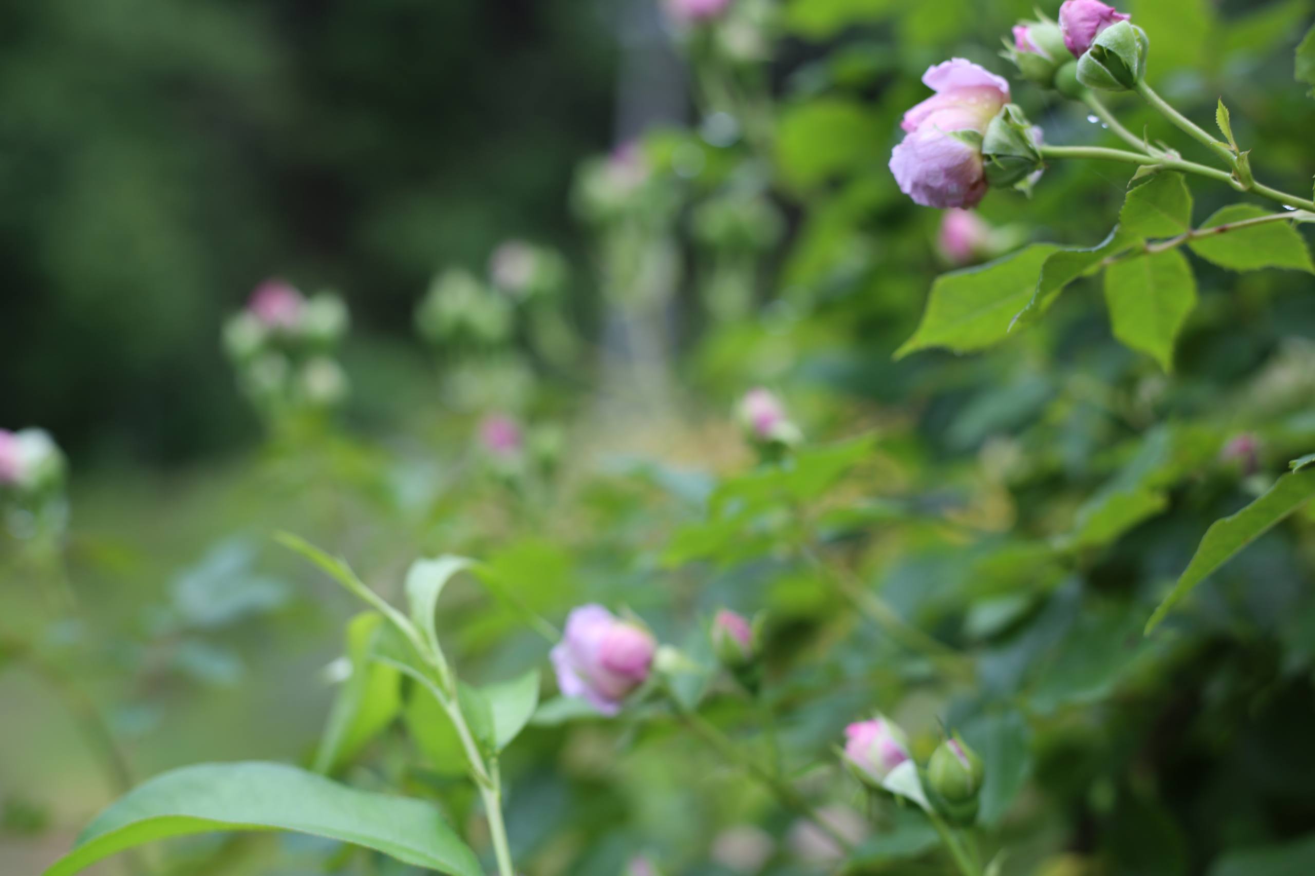 花朵壁纸横版排版高清壁纸预览