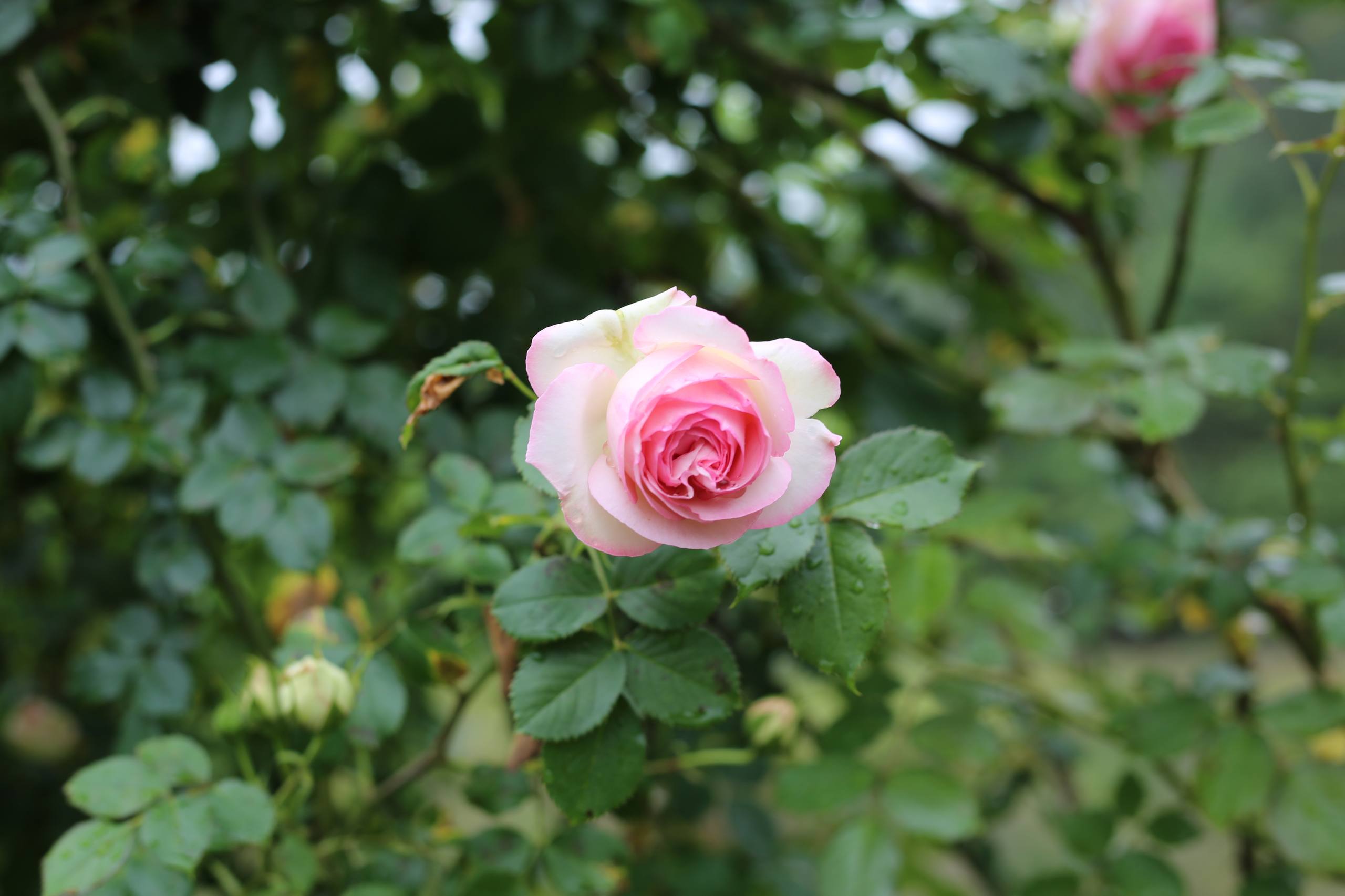 花朵壁纸氛围感动漫壁纸预览