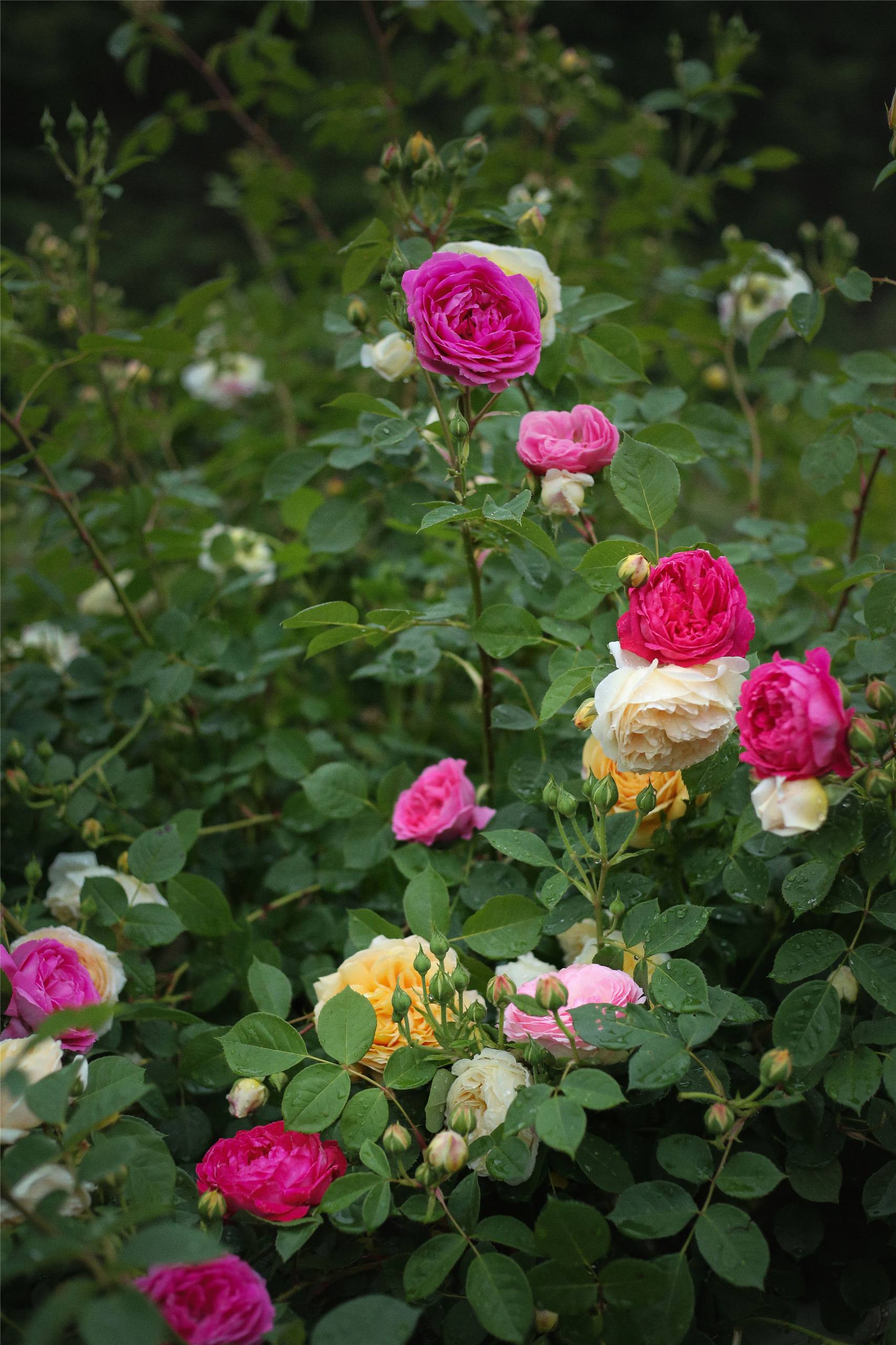 花朵壁纸油画复古婚纱照壁纸预览