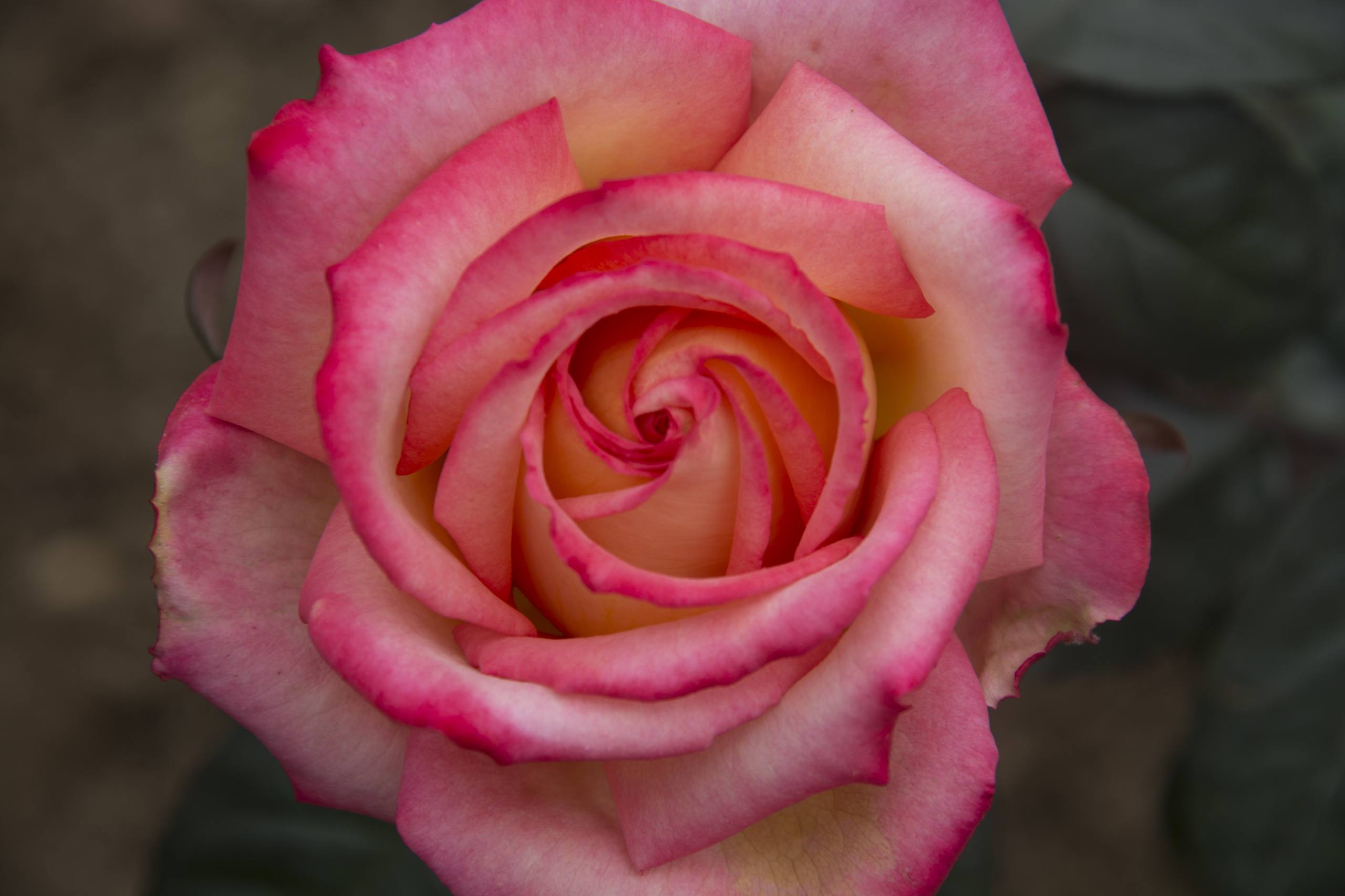 花朵壁纸油画高清壁纸预览