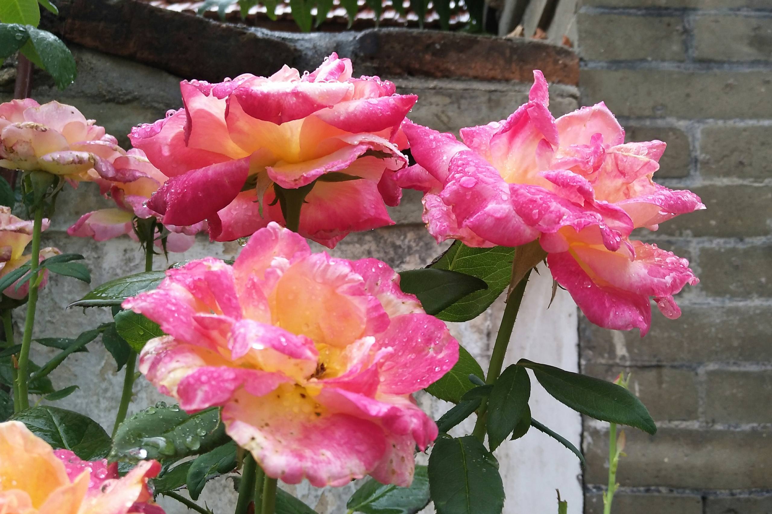 花朵壁纸海边穿搭吊带裙壁纸预览