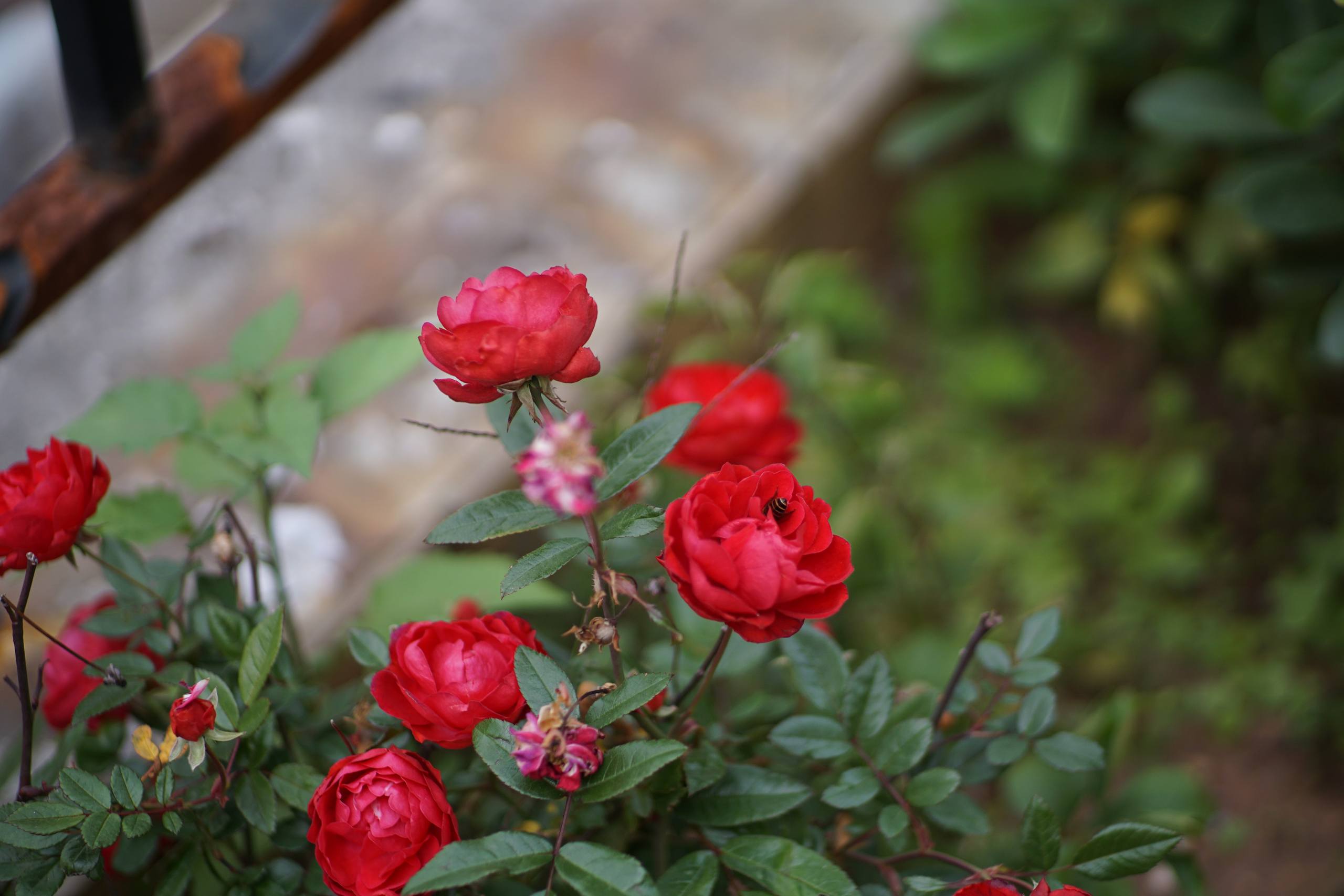 花朵壁纸电脑高清壁纸预览