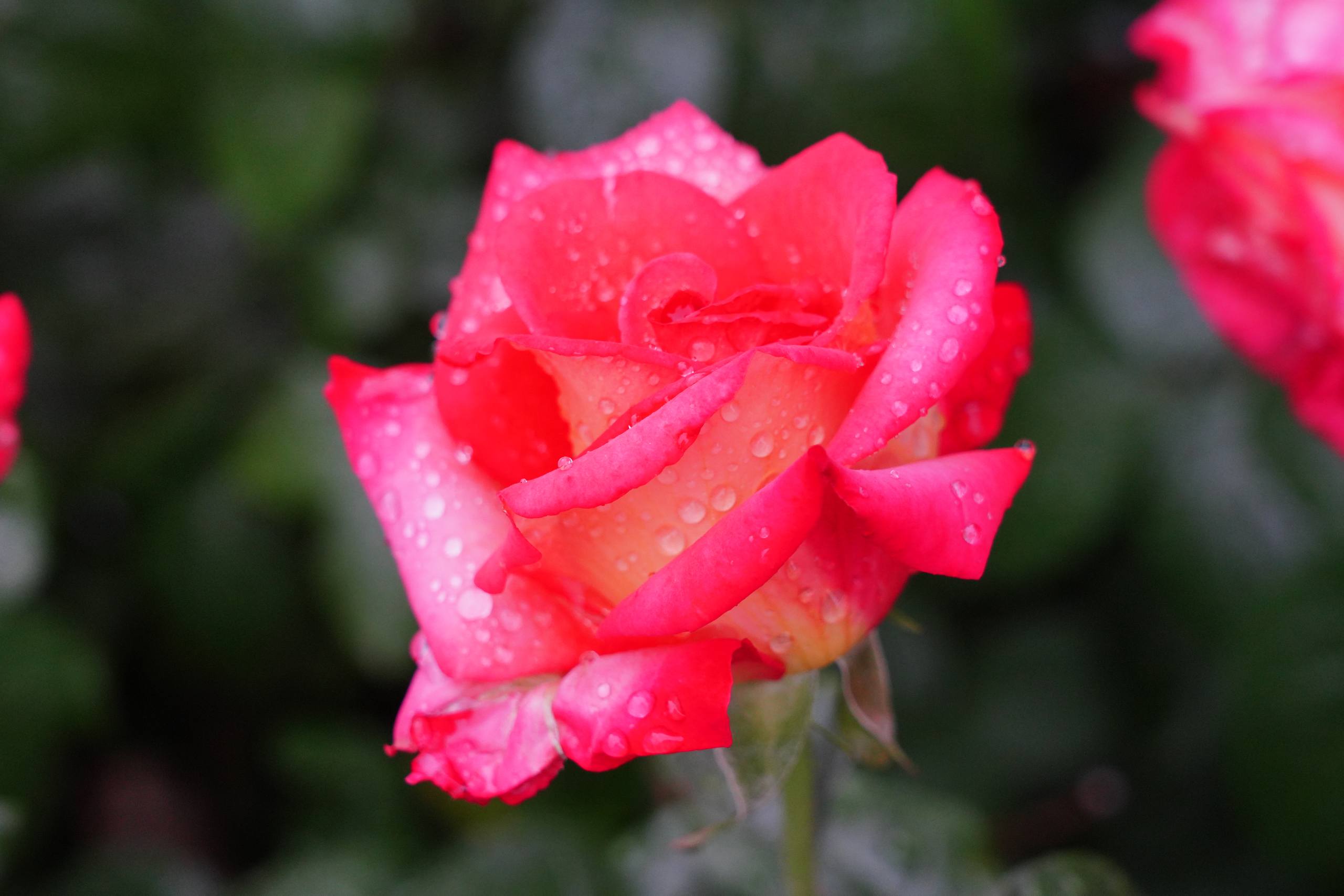 花朵壁纸男生用篮球动态壁纸预览