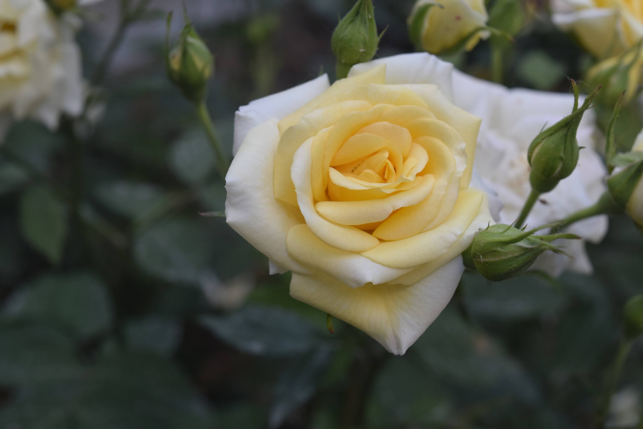 花朵壁纸真壁纸预览