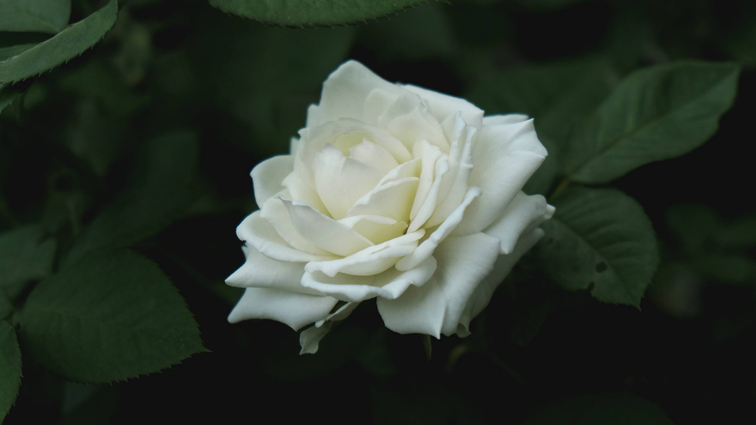 花朵壁纸简单壁纸预览