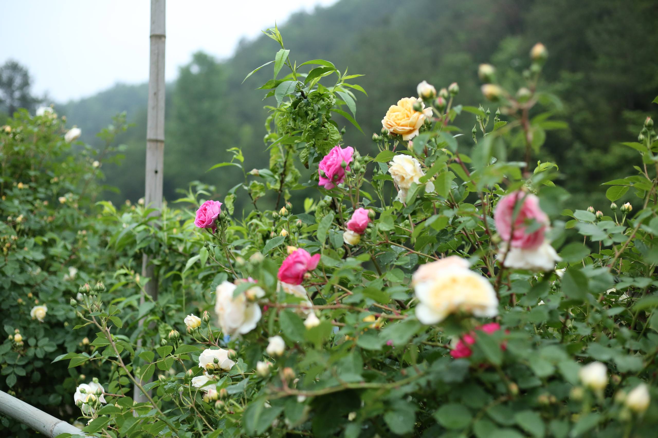 花朵壁纸纯色系可爱壁纸预览