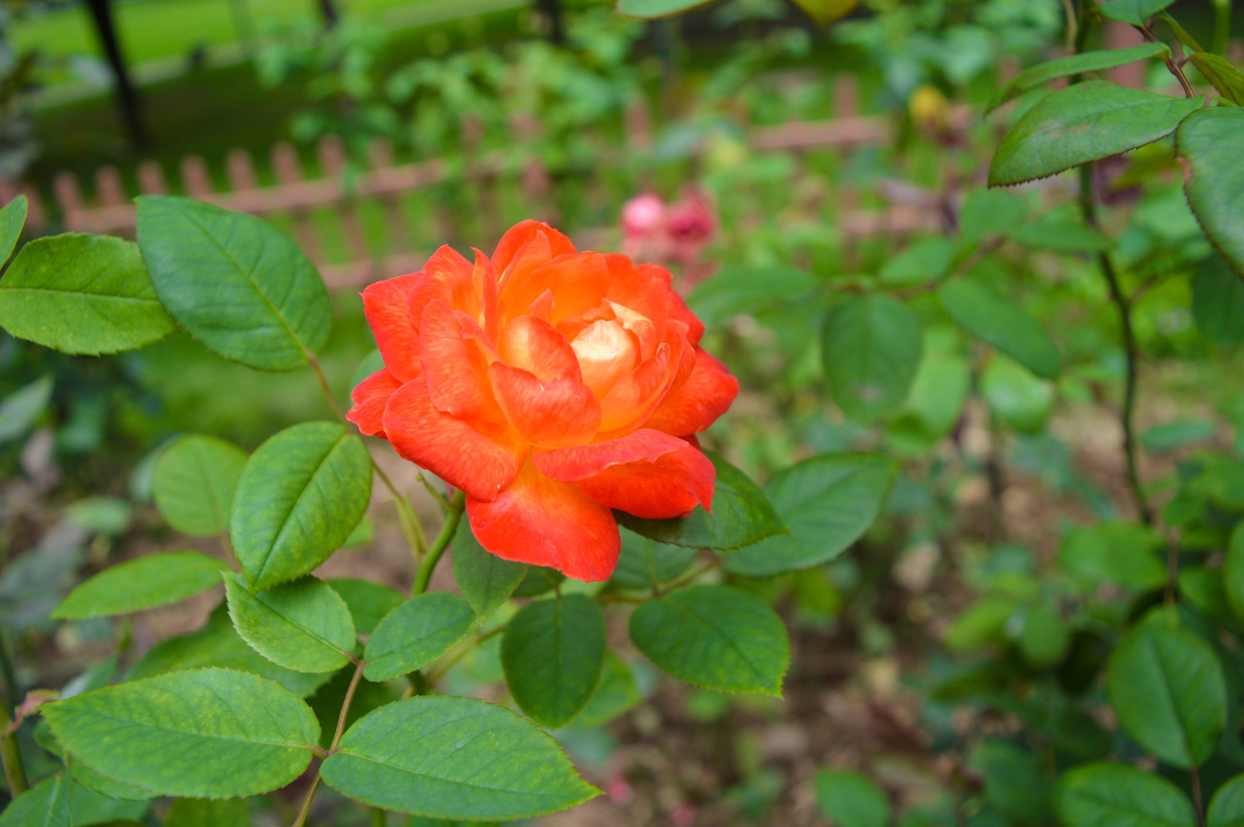 花朵壁纸老人比较喜欢的壁纸预览
