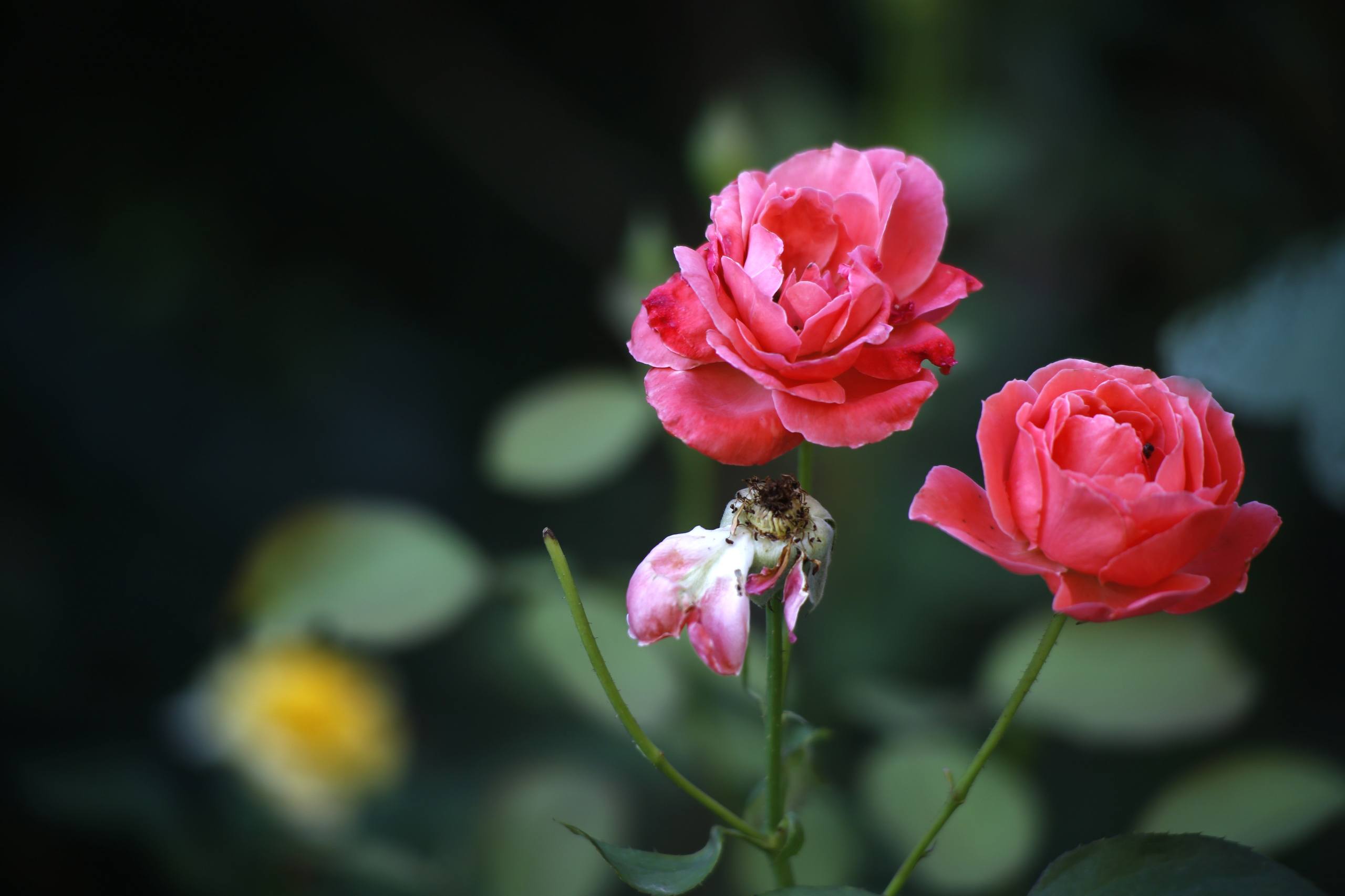 花朵壁纸能投影吗壁纸预览