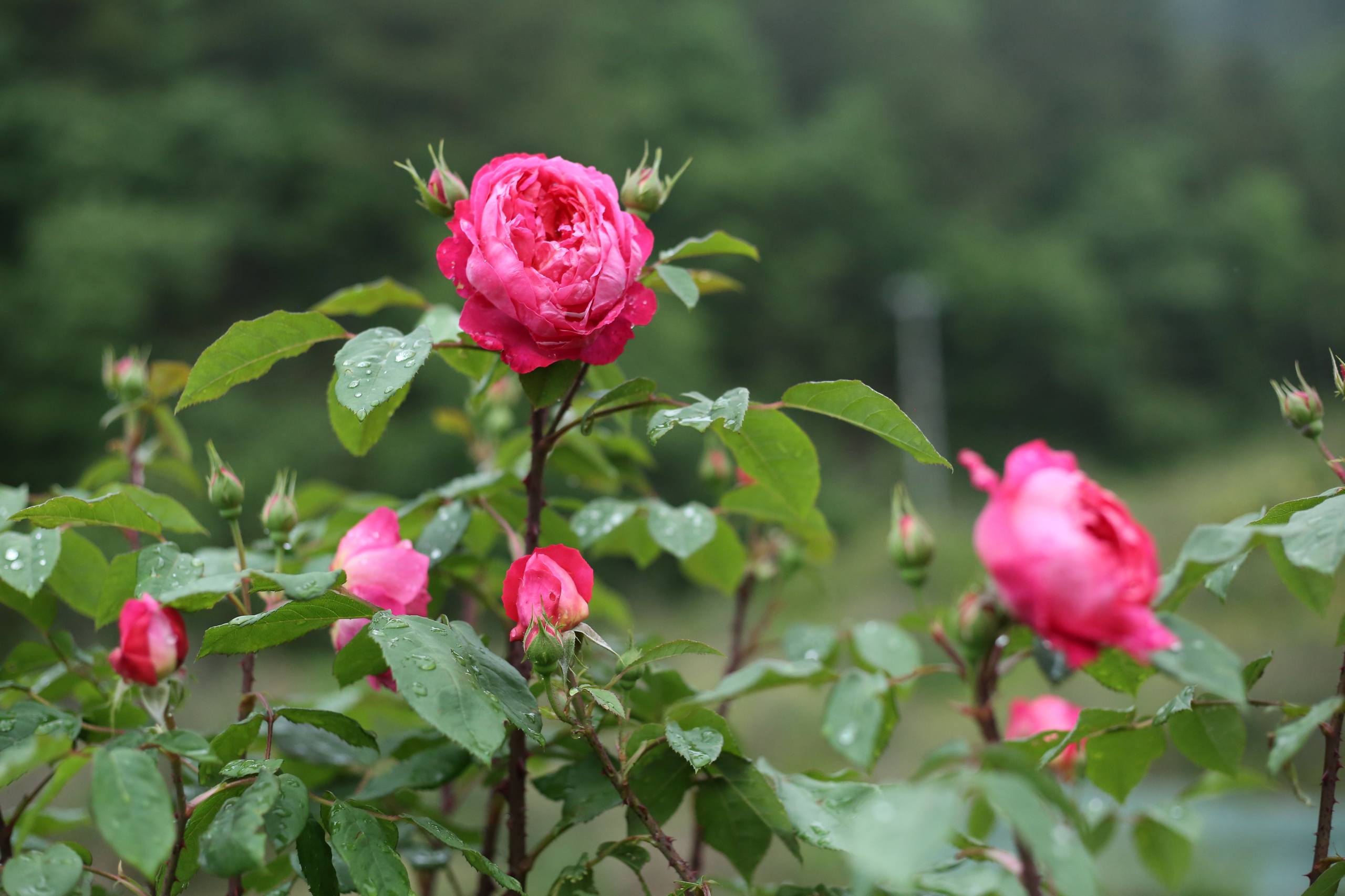 花朵壁纸苹果壁纸预览