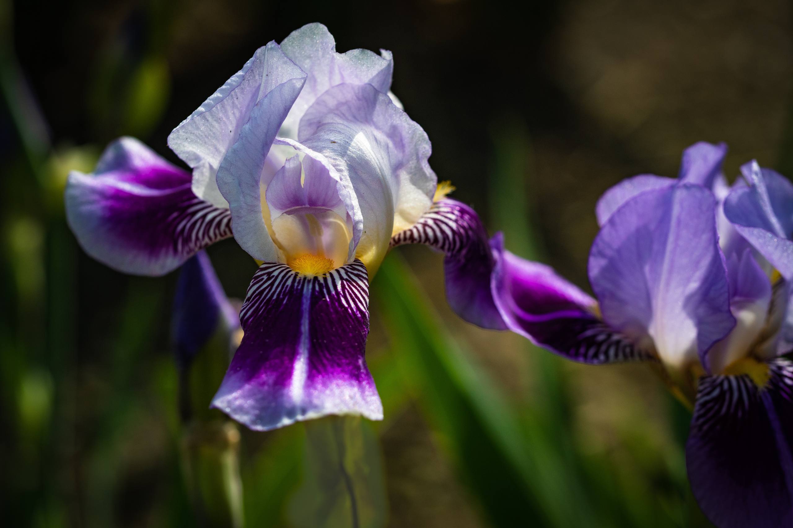 花朵壁纸蔷薇图片高清壁纸预览