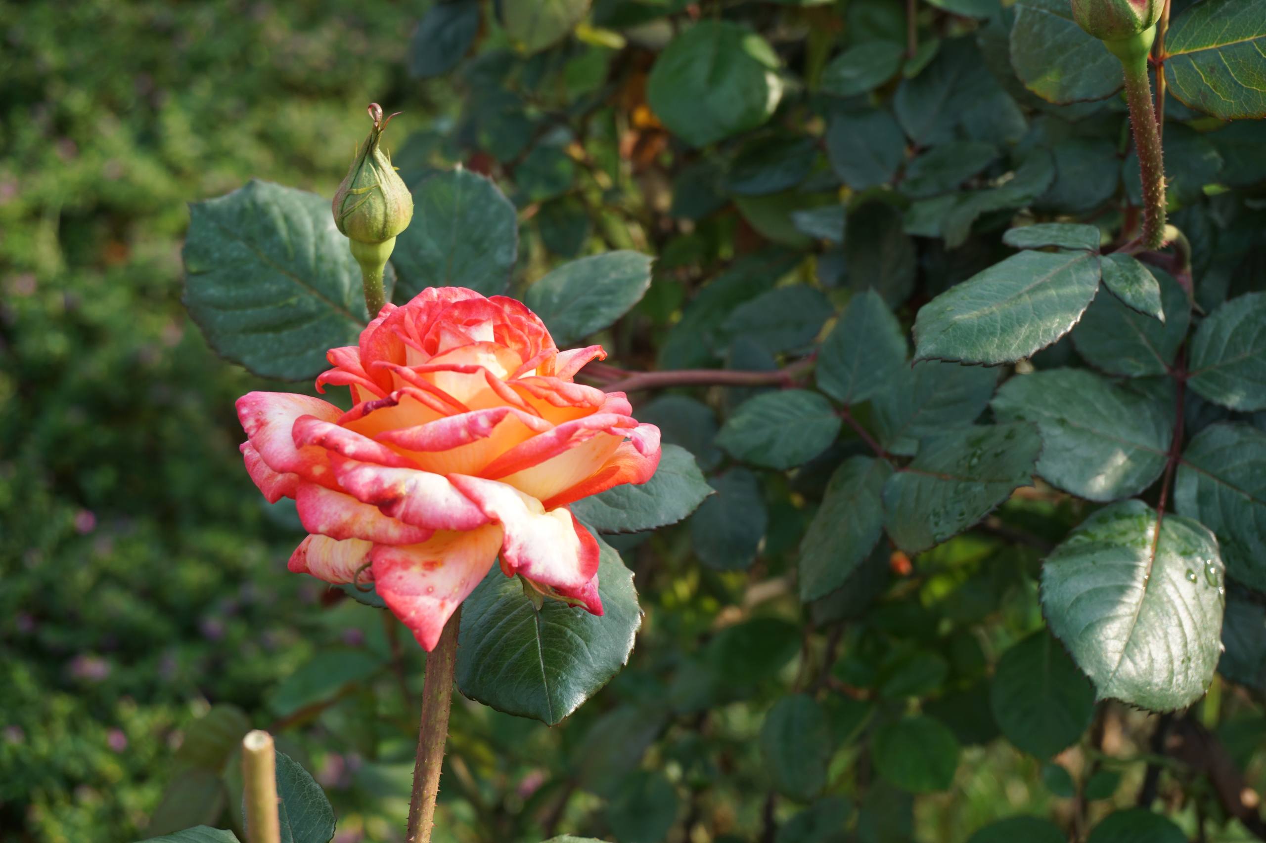 花朵壁纸调色软件壁纸预览