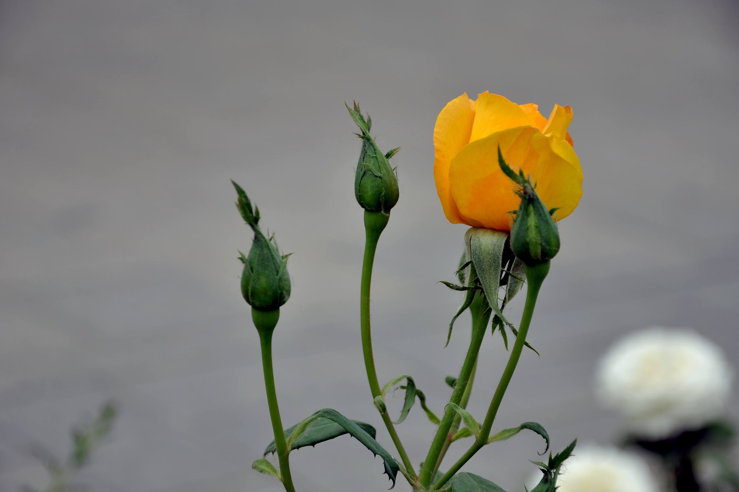 花朵壁纸适合什么装修壁纸预览