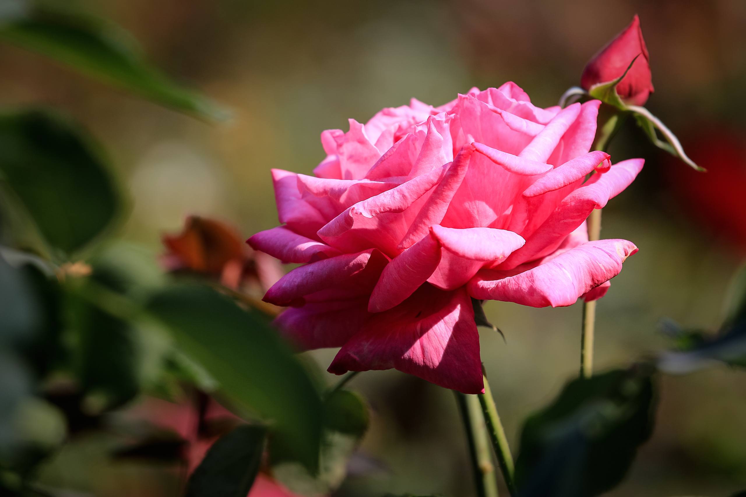 花朵壁纸郁金香花束壁纸预览