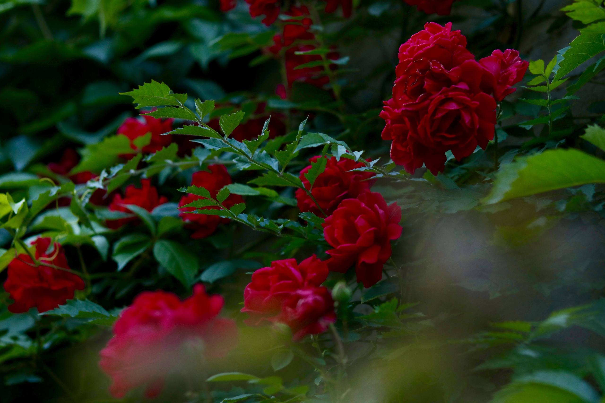 花朵壁纸雏菊壁纸预览