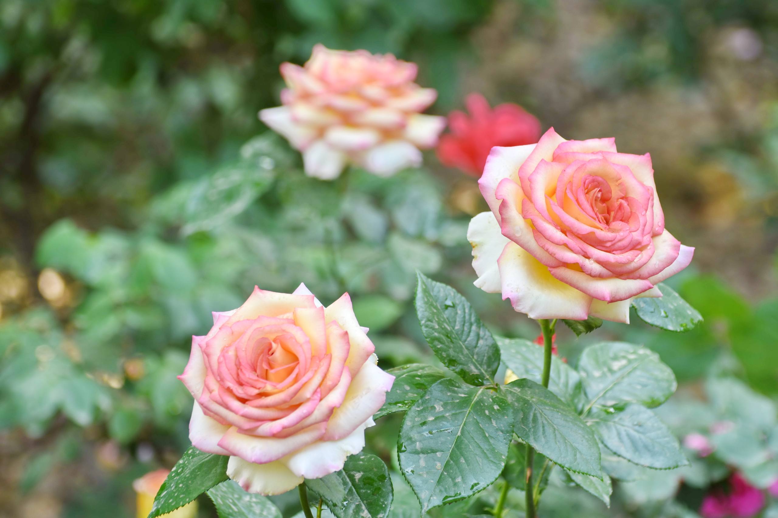 花朵壁纸风景壁纸壁纸预览