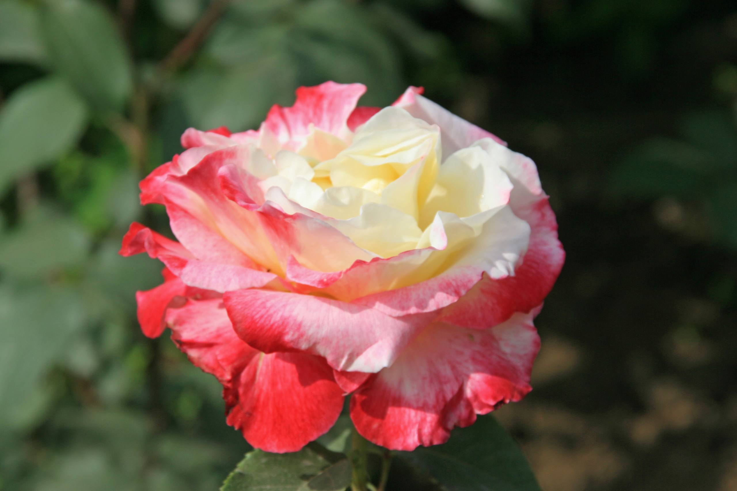 花朵壁纸高清电脑壁纸预览