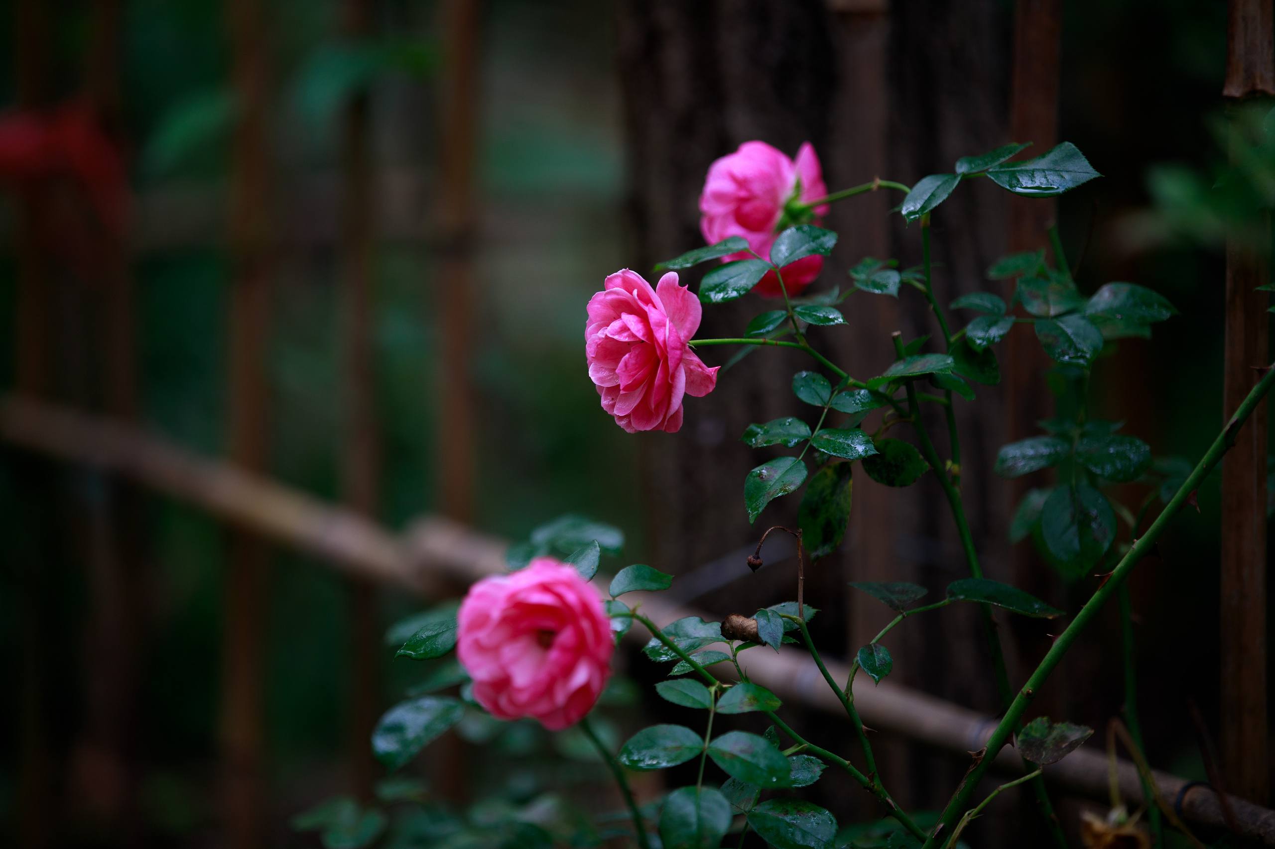 花朵壁纸高清简约图片壁纸预览