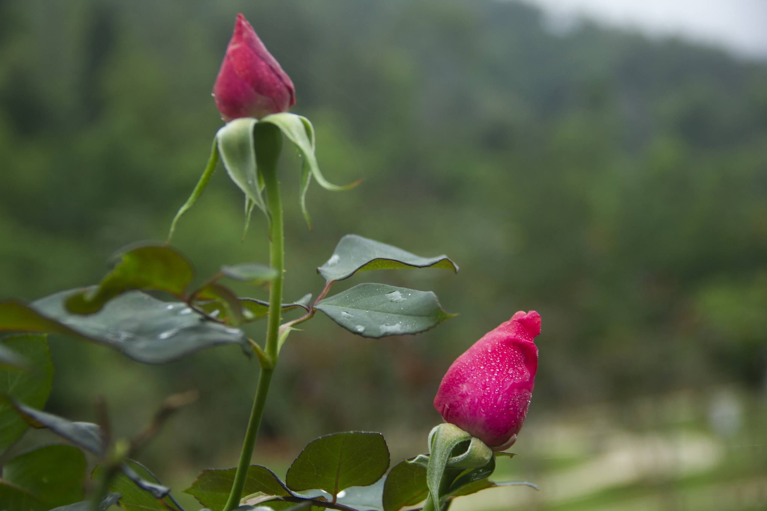 花朵壁纸高清老人头像图片壁纸预览