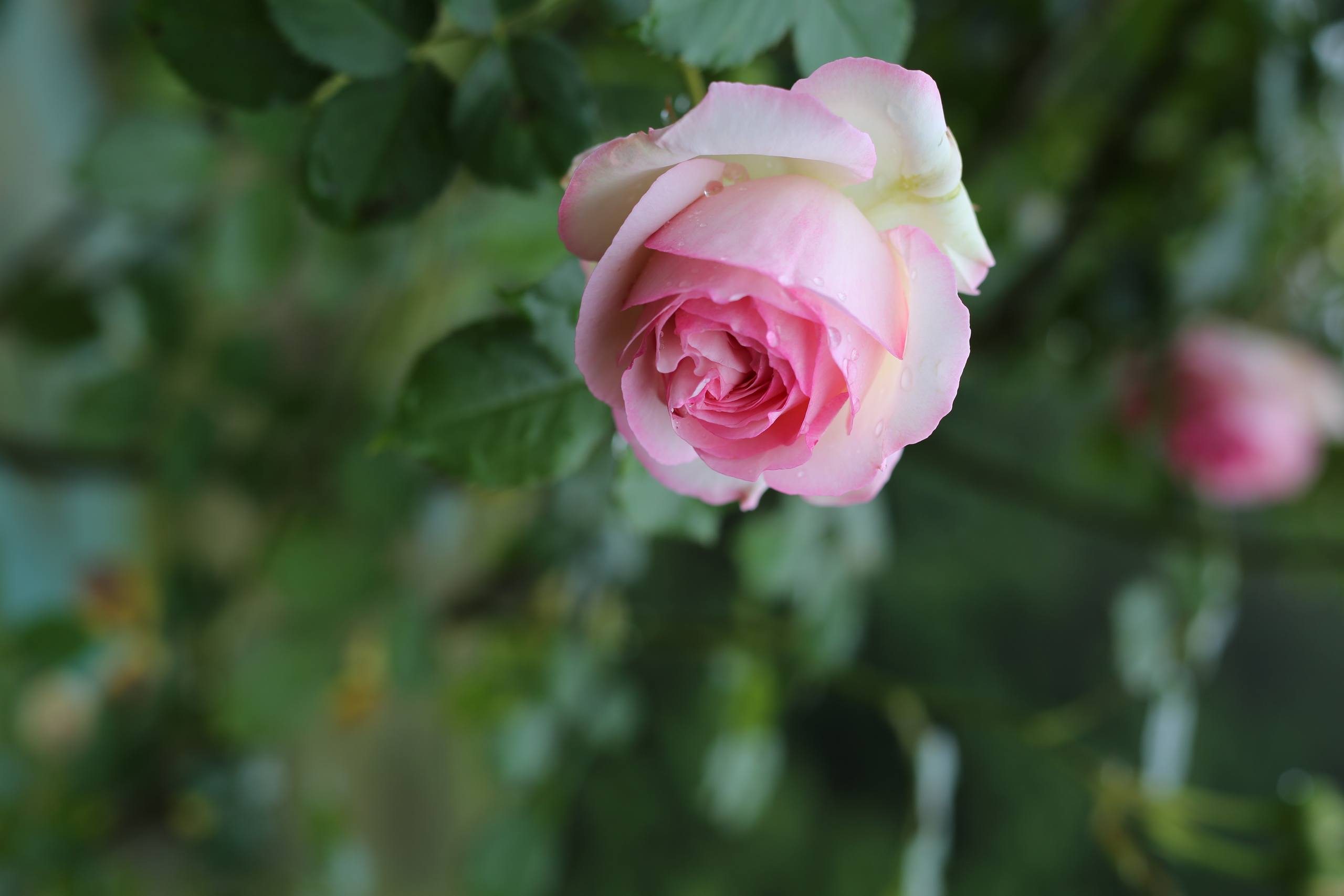 花朵壁纸高级水雾蓝色花壁纸预览
