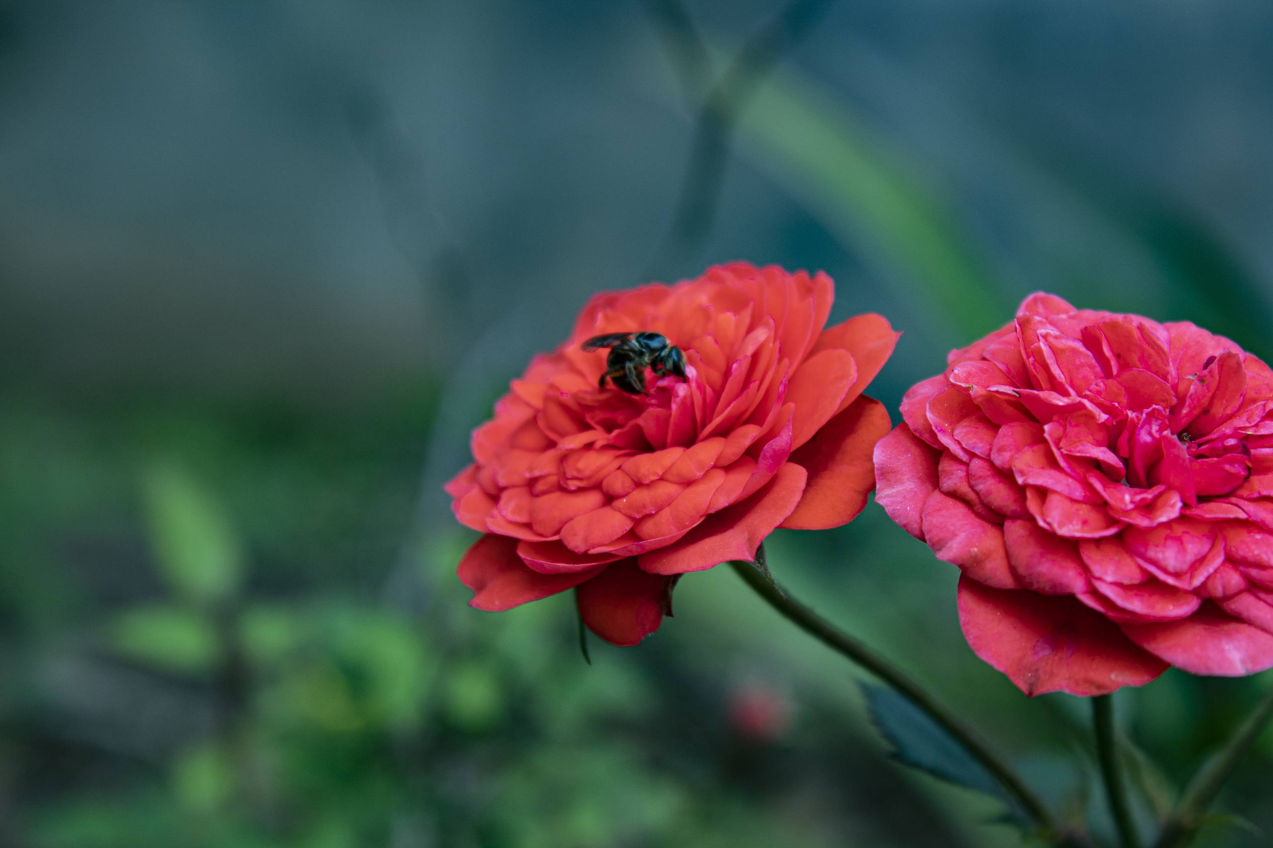 花朵壁纸黒底图片高清版壁纸预览