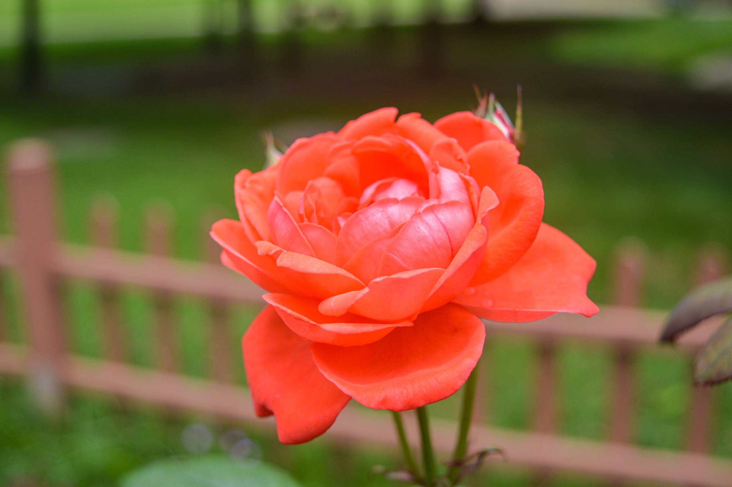 花朵头像亮晶晶壁纸女壁纸预览