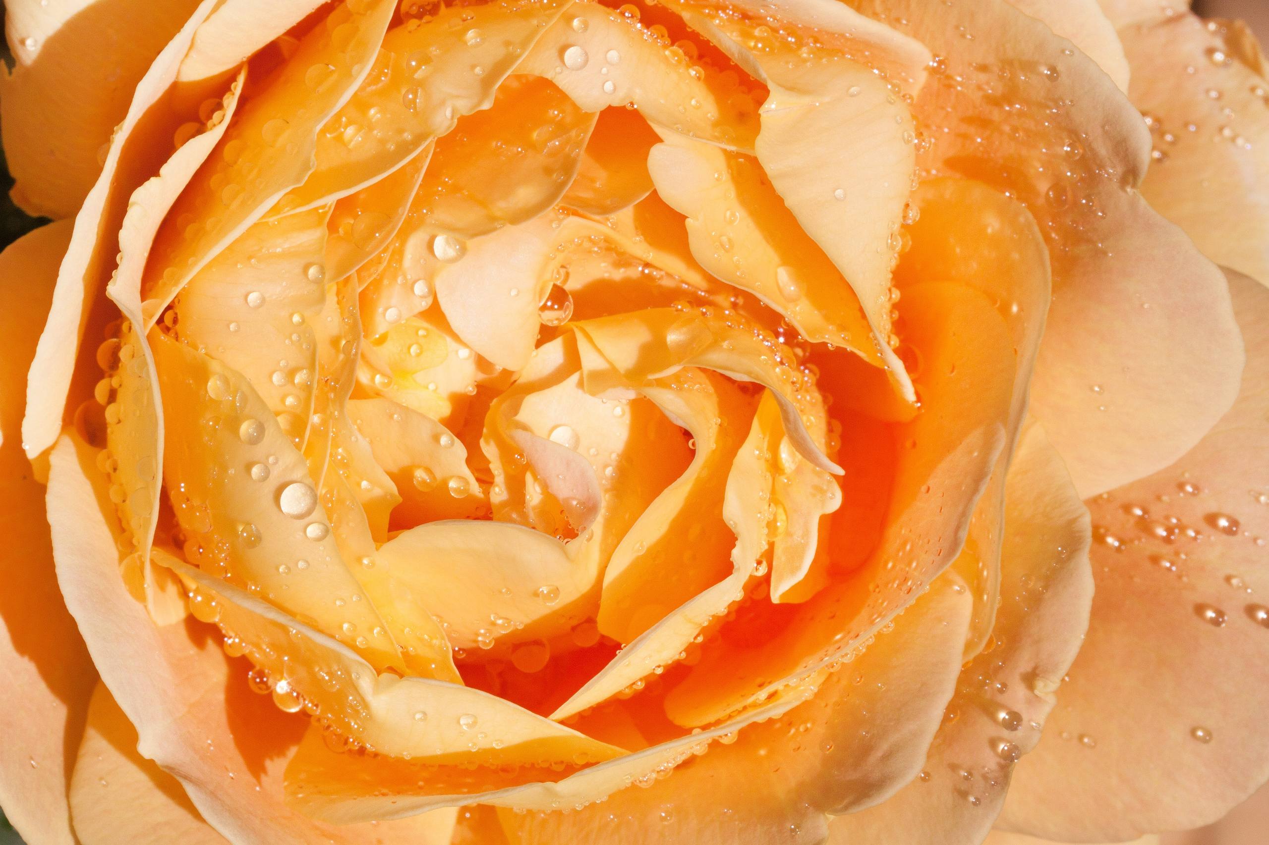 花朵头像可爱高清壁纸女壁纸预览