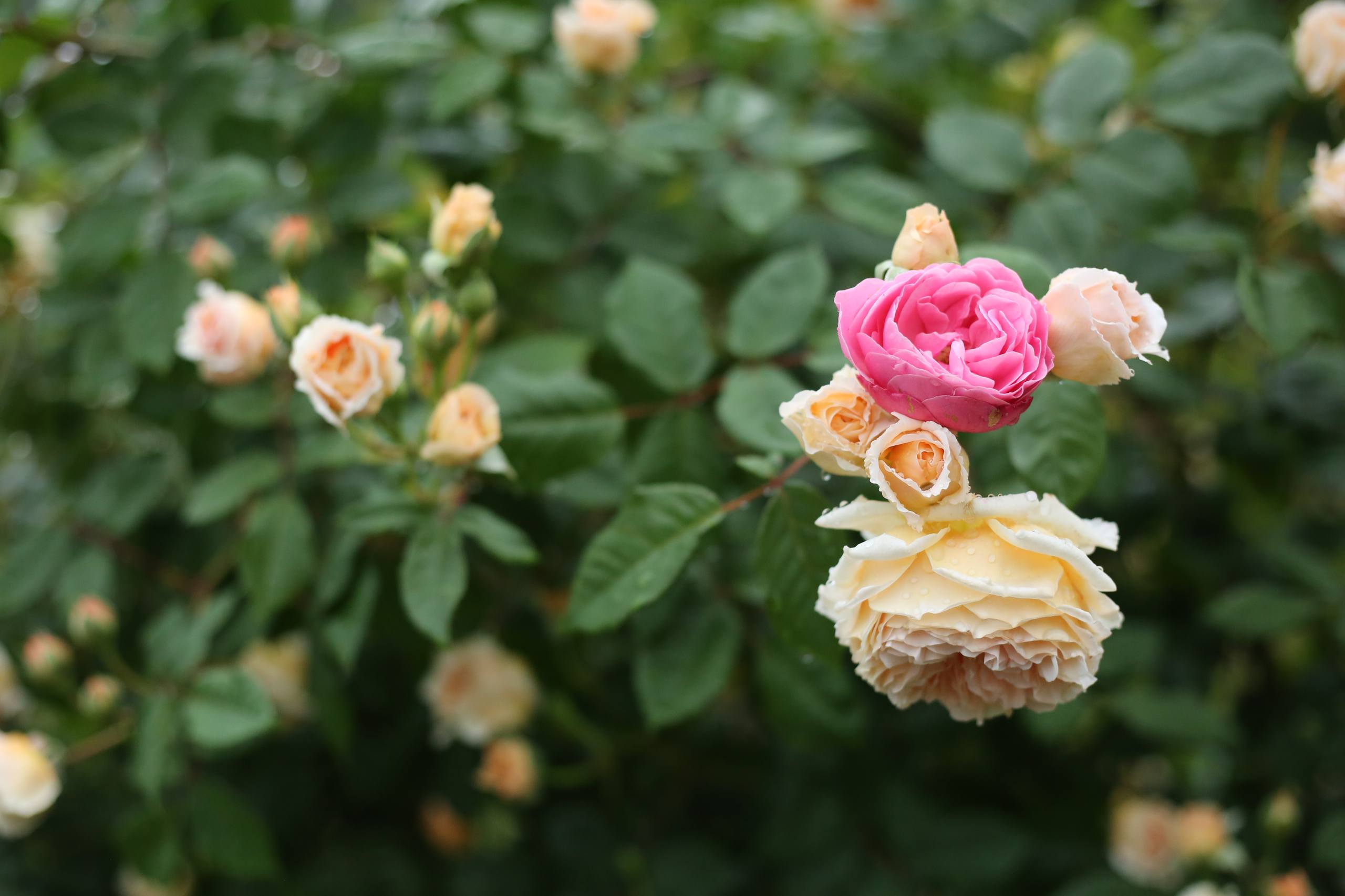 花朵奢侈品图片高清壁纸壁纸预览