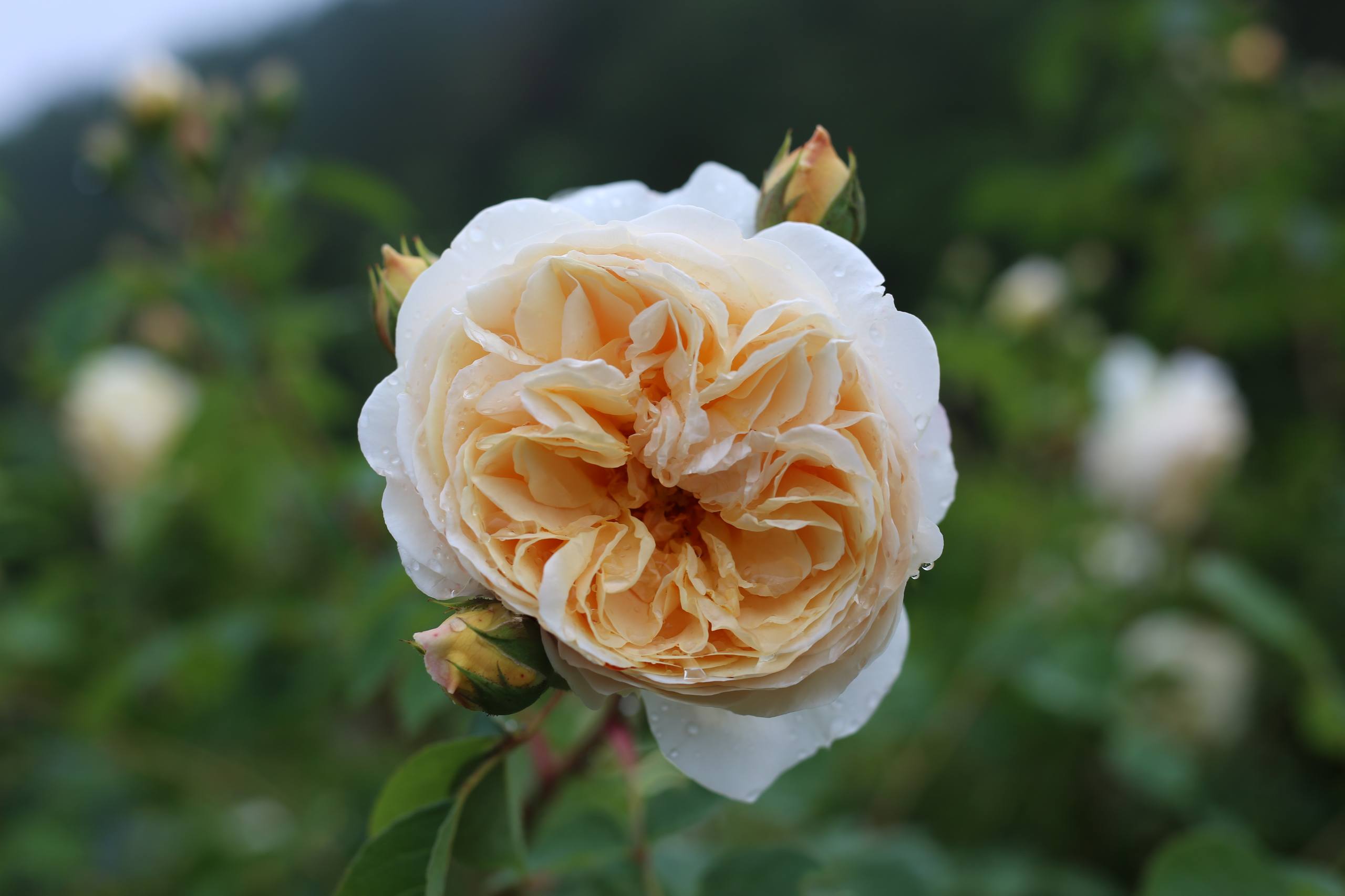 花朵小众壁纸高清壁纸预览