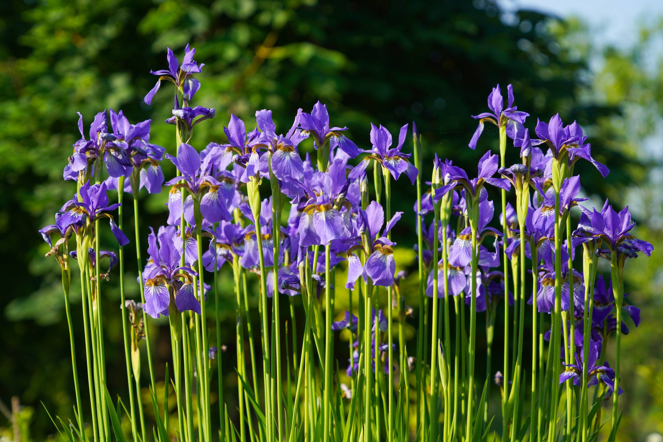 花朵小猫壁纸壁纸预览