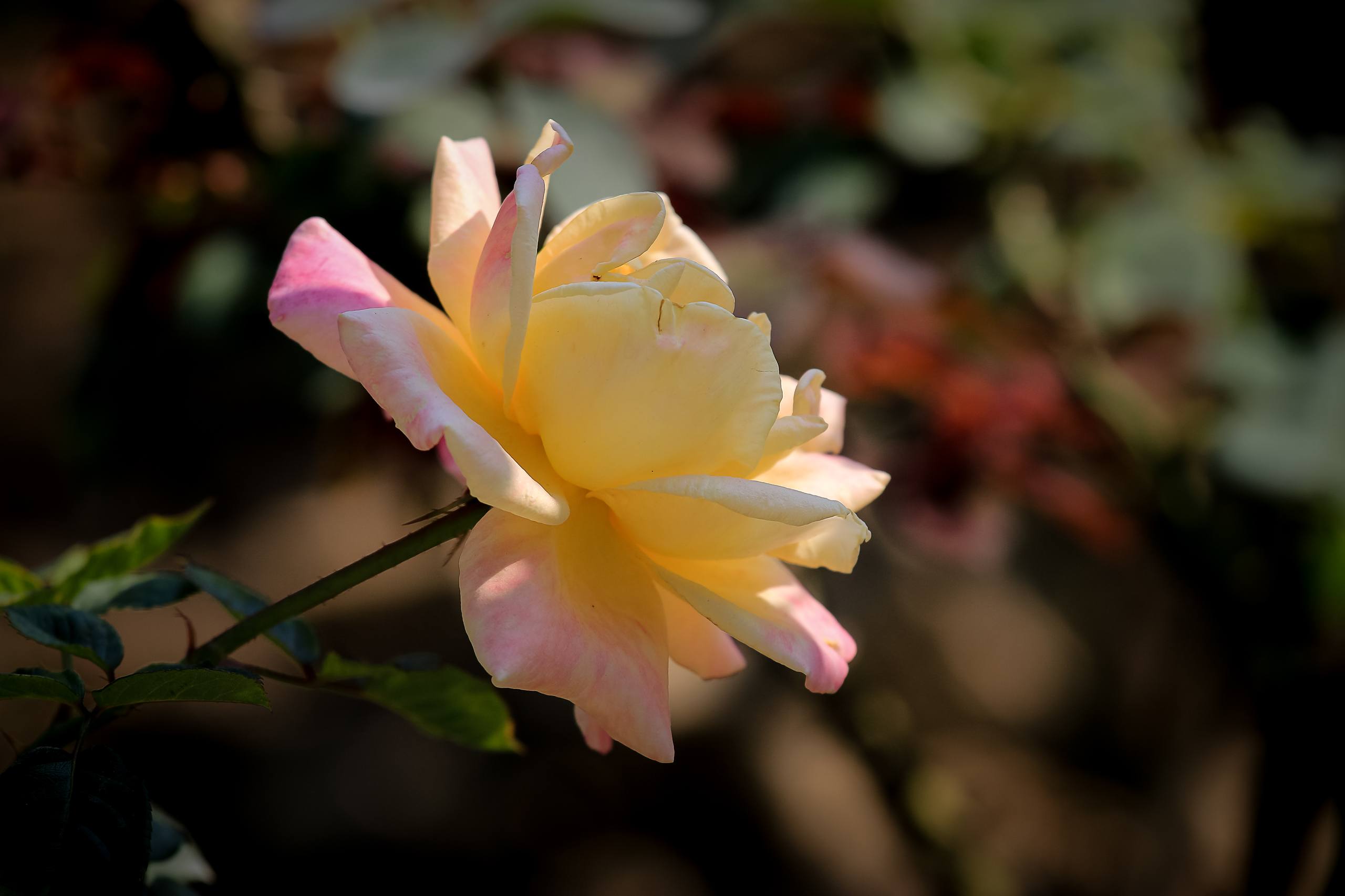 花朵小猫表情包壁纸壁纸预览