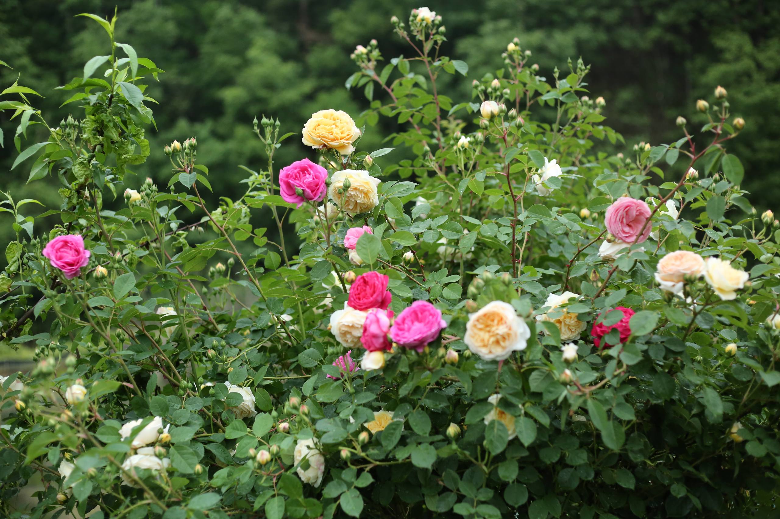 花朵小蜗牛壁纸图片壁纸预览