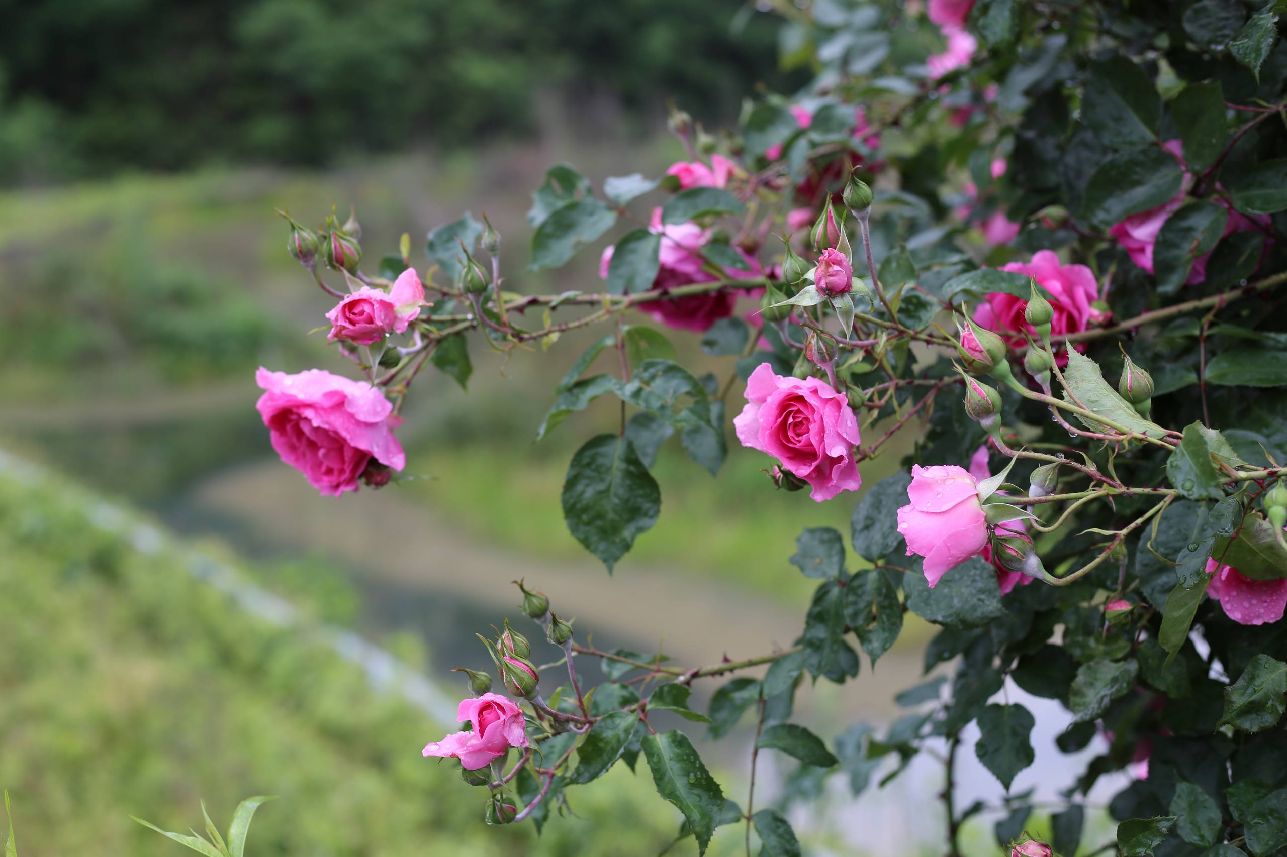 花朵屏幕壁纸壁纸预览