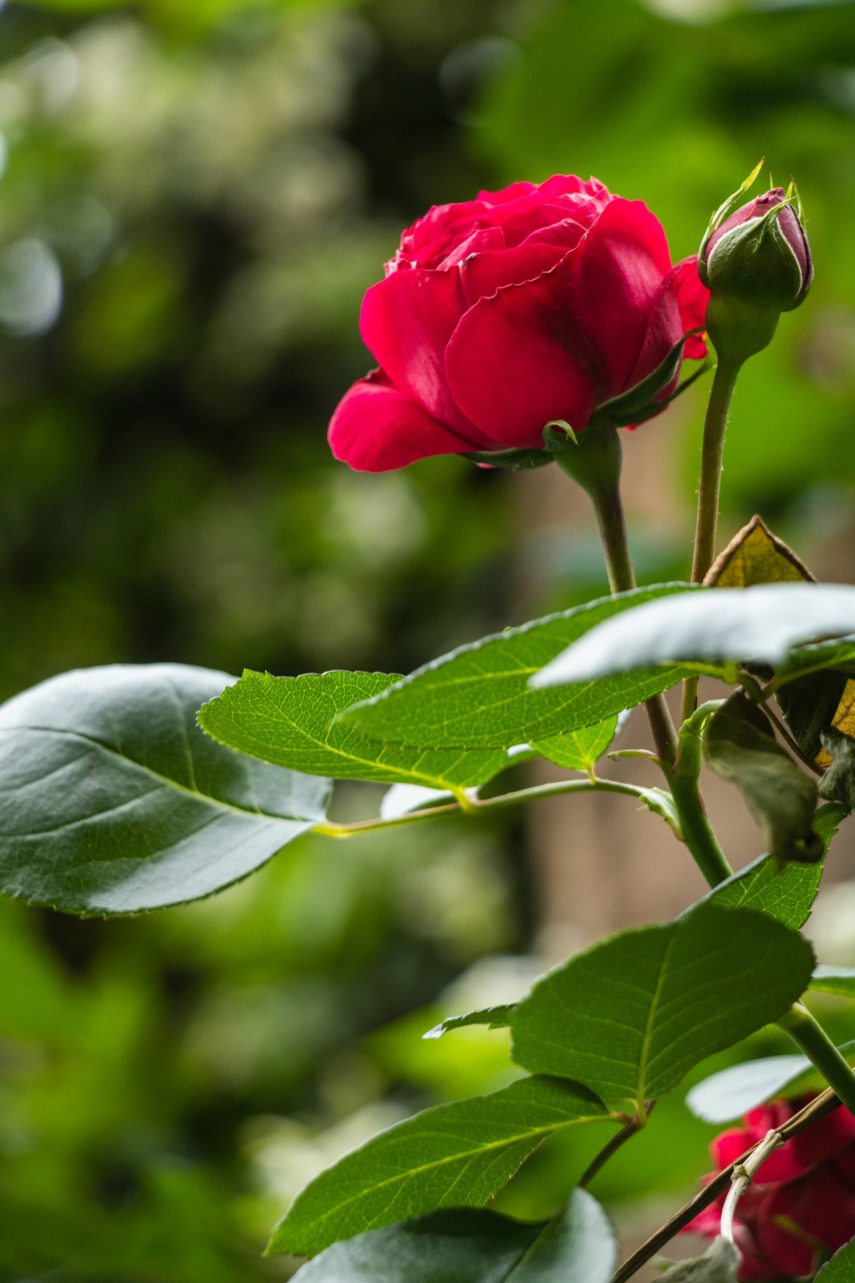 花朵带七星瓢虫手机壁纸壁纸预览