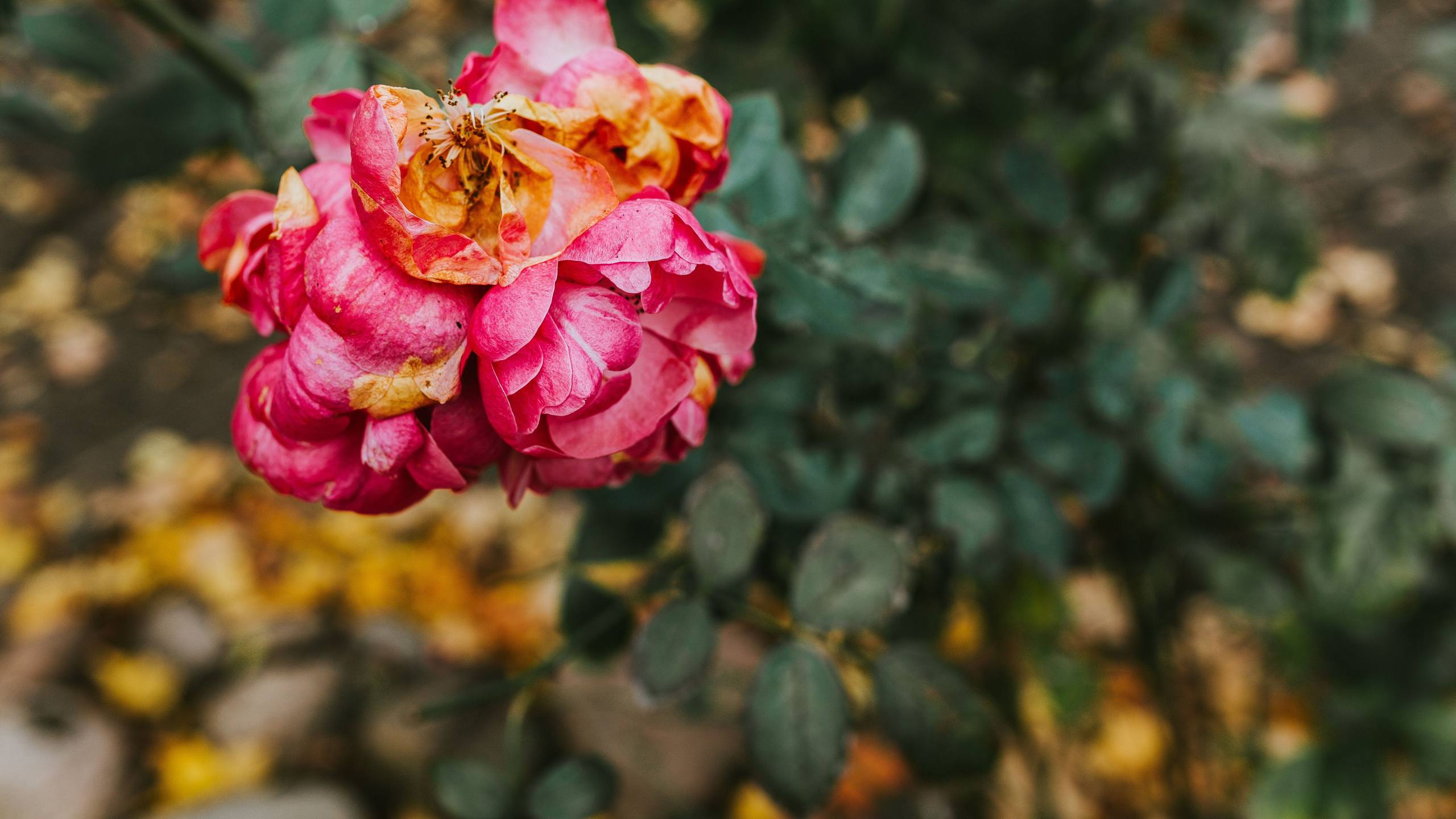 花朵带露水壁纸壁纸预览