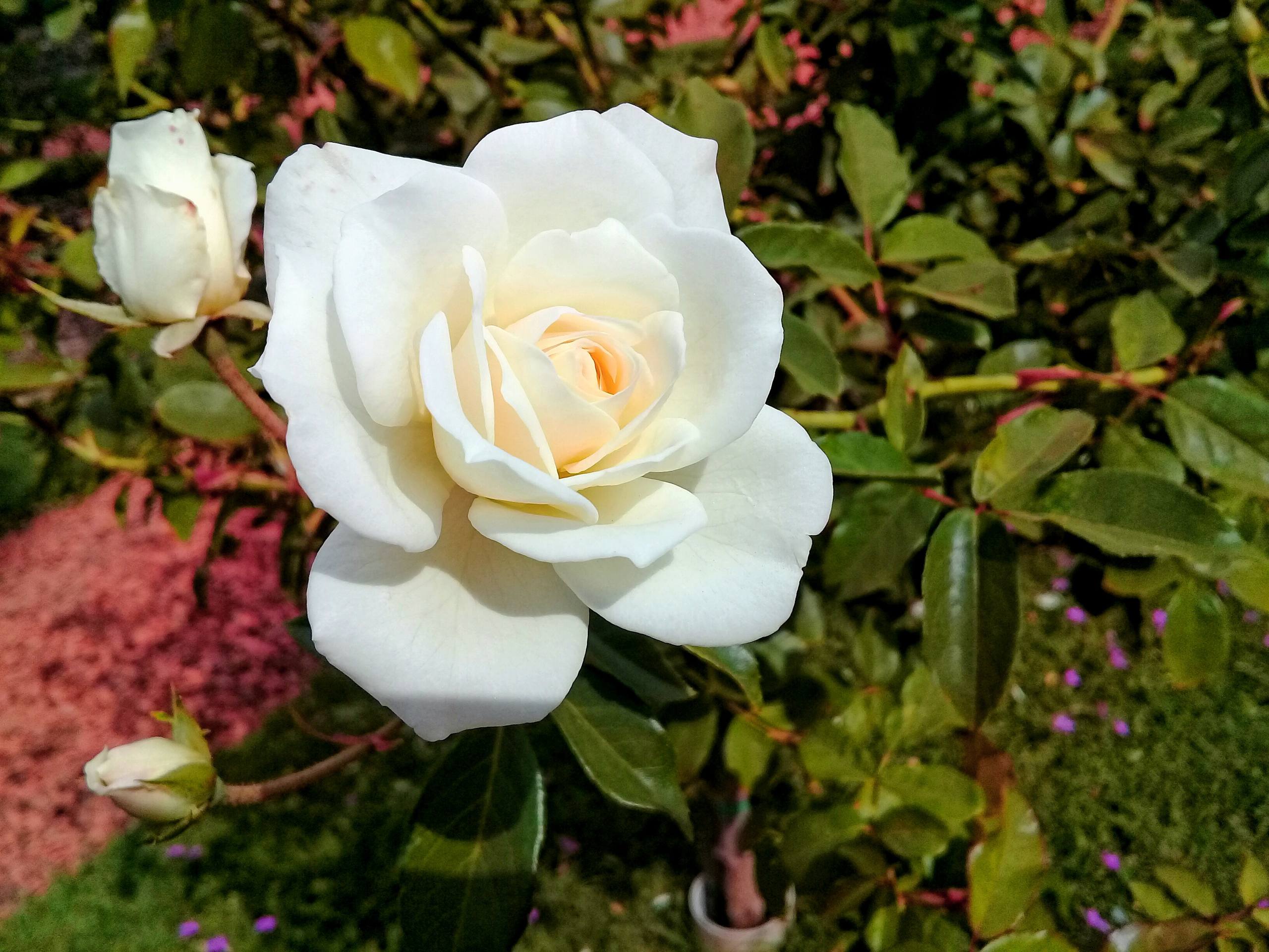 花朵手机壁纸卡通可爱壁纸预览