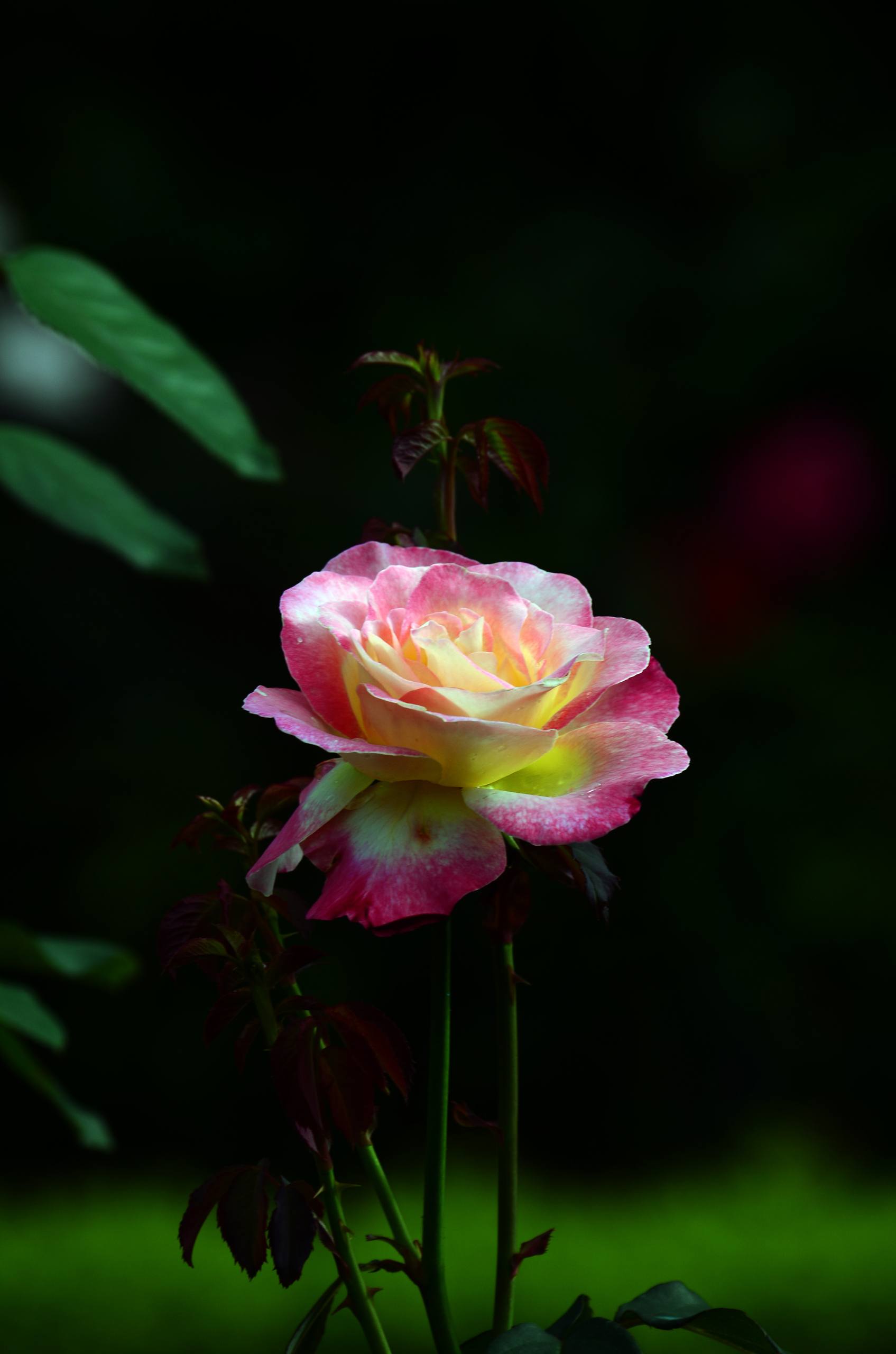 花朵手绘壁纸图文并茂图片壁纸预览