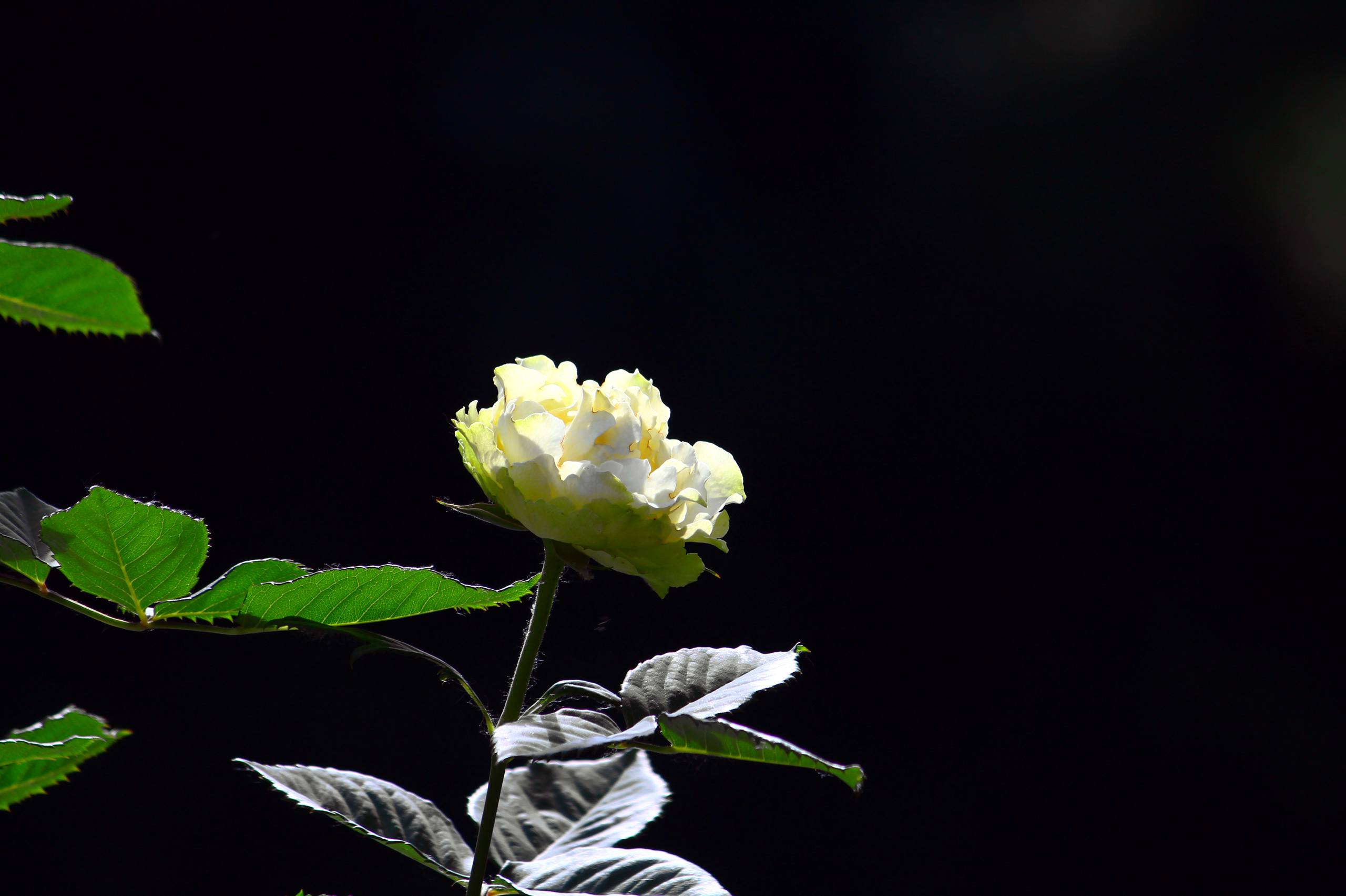 花朵折纸壁纸图片可爱壁纸预览