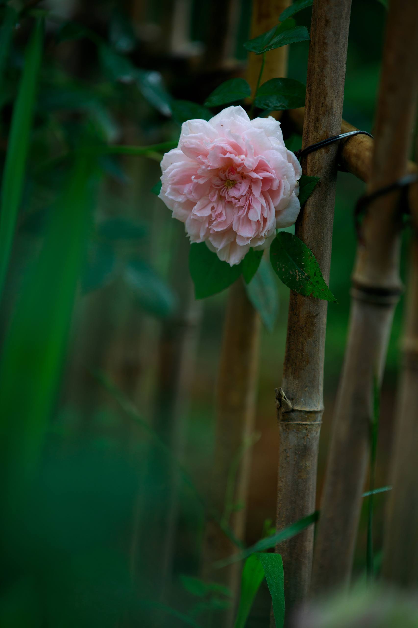 花朵拼贴壁纸壁纸预览