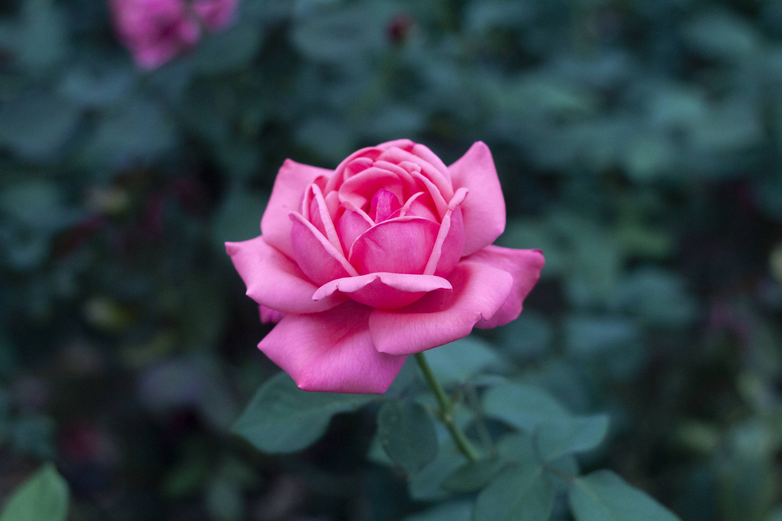 花朵拼起来的双喜壁纸壁纸预览