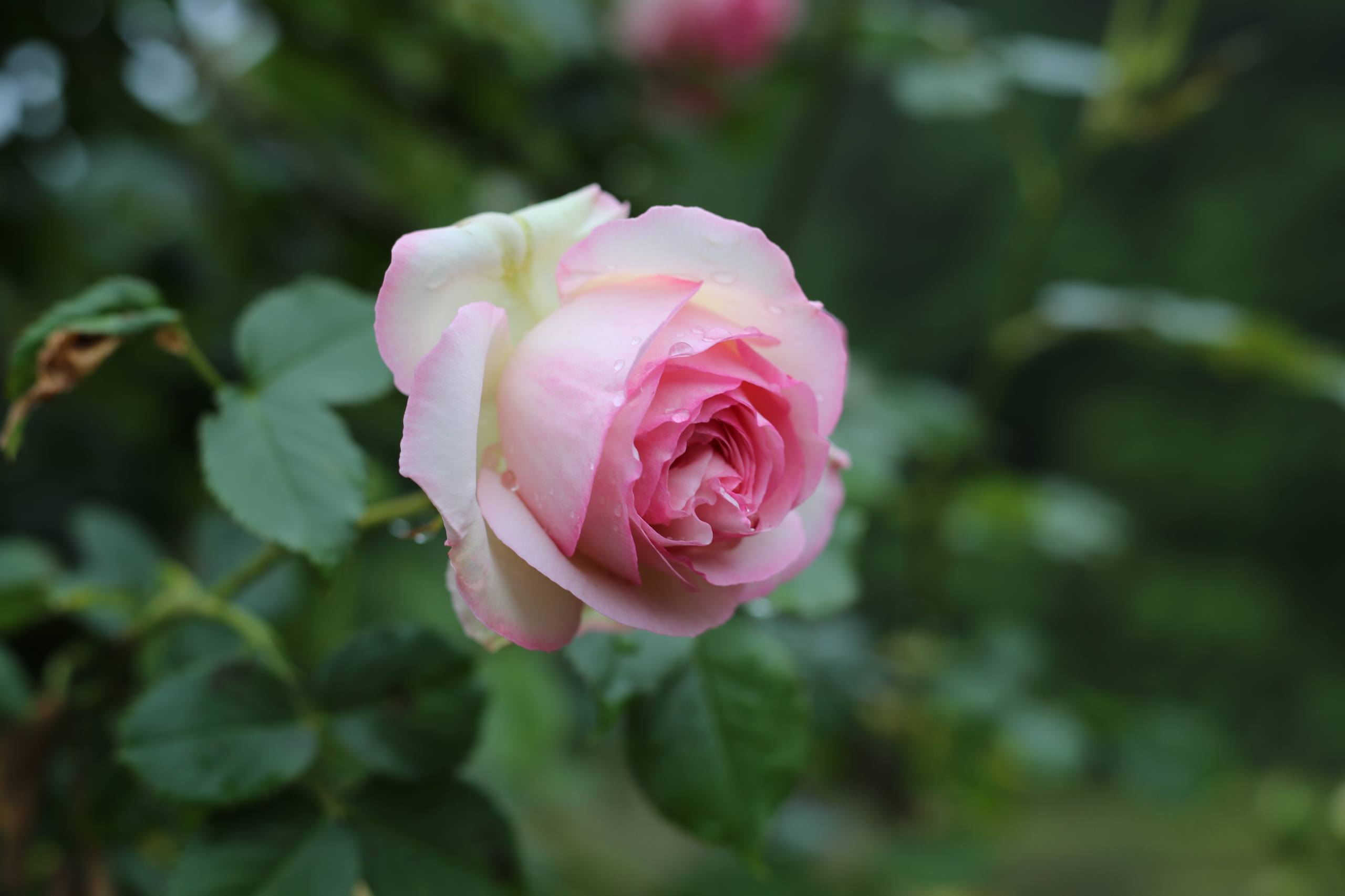 花朵文字壁纸壁纸预览