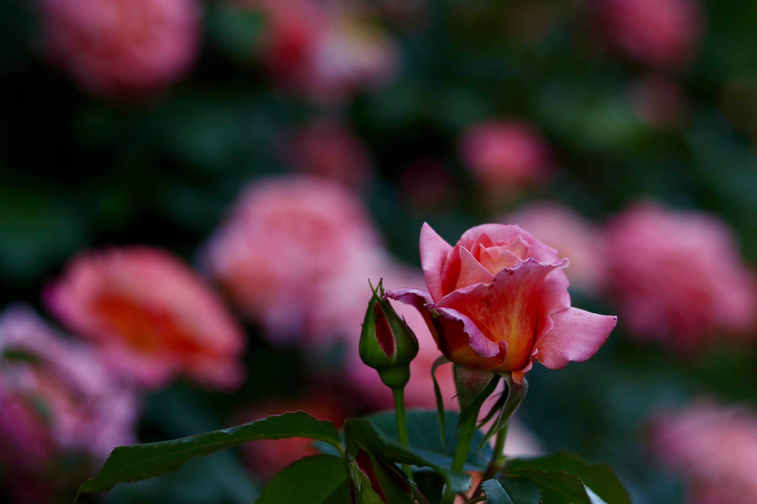 花朵文艺壁纸壁纸预览