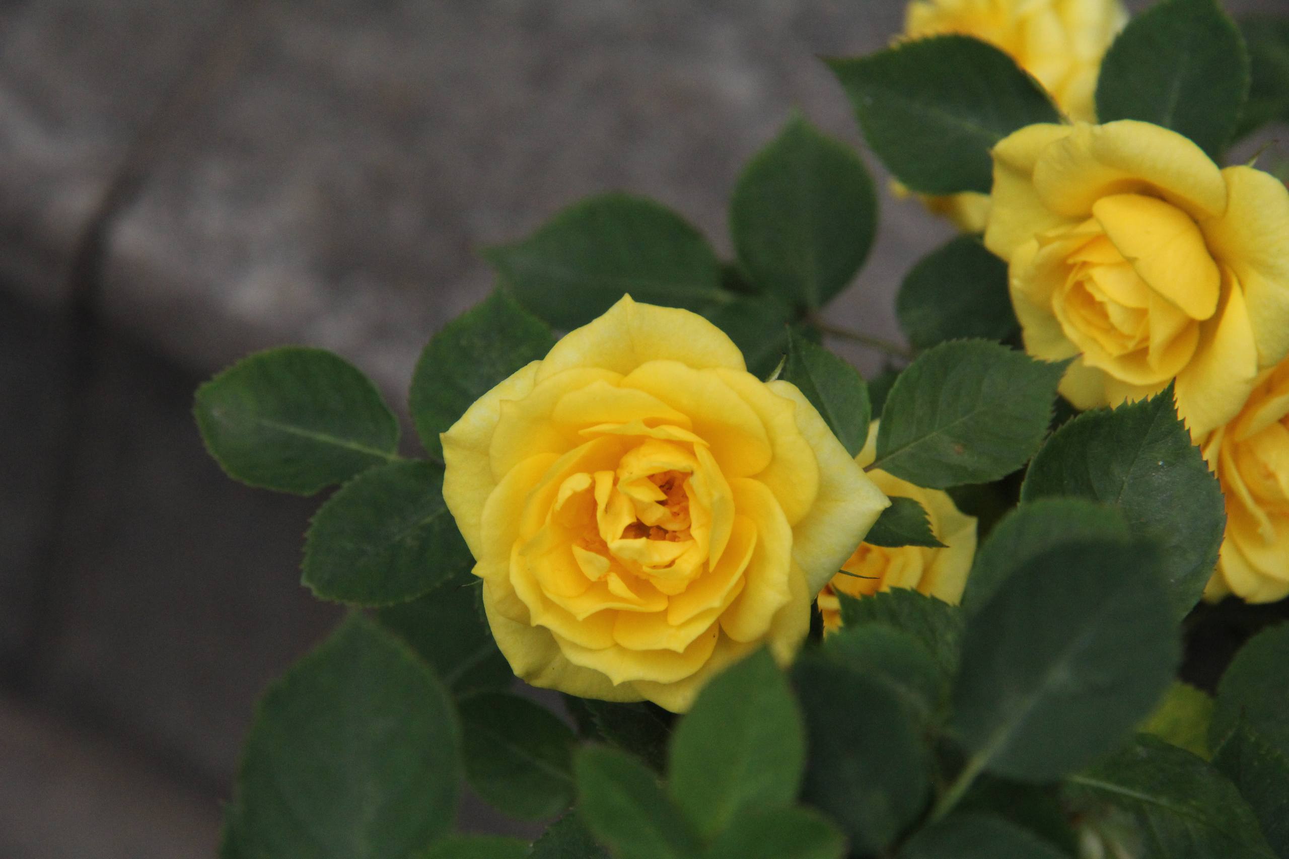 花朵星球壁纸壁纸预览