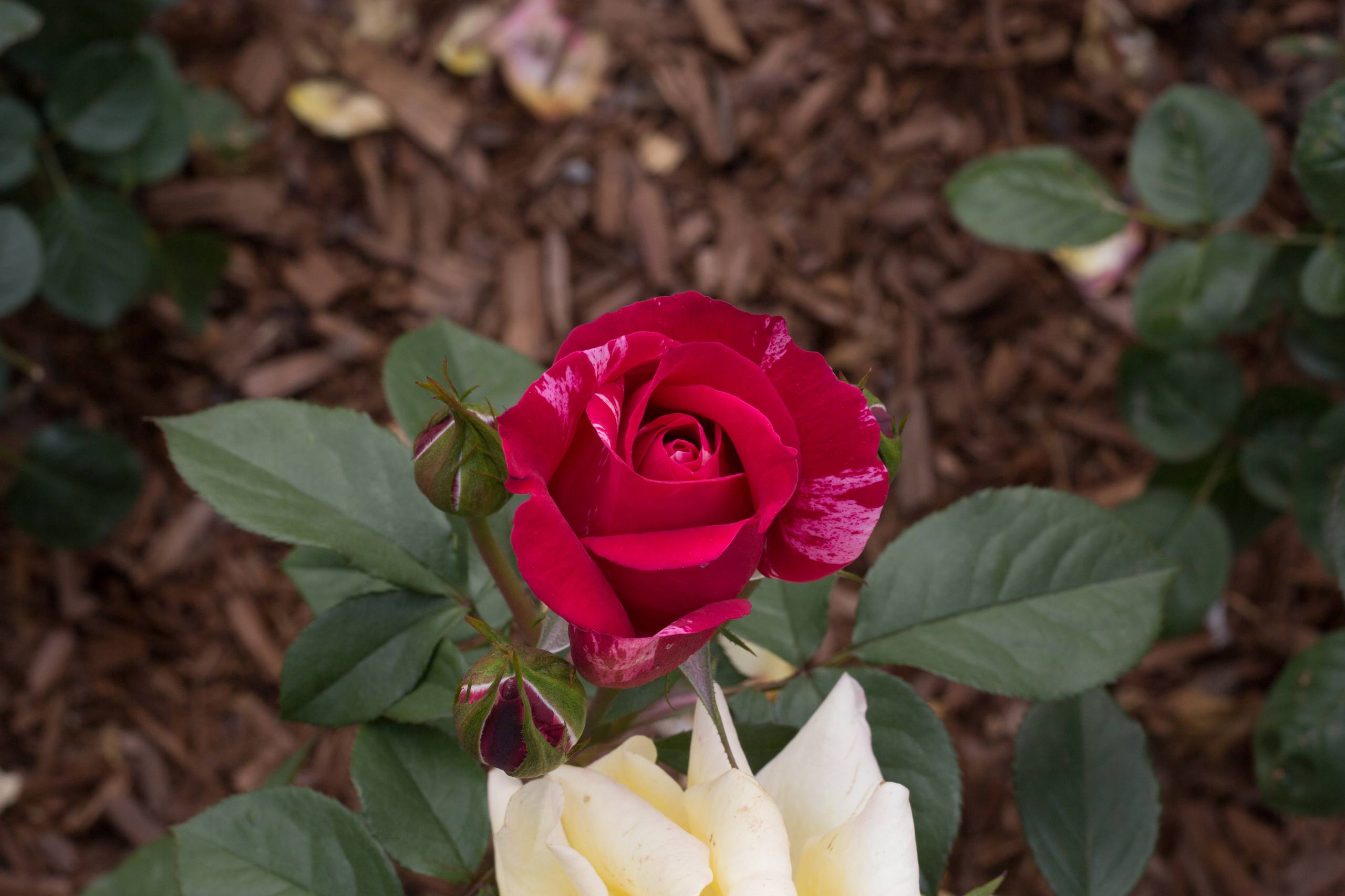 花朵星蝶公主壁纸壁纸预览